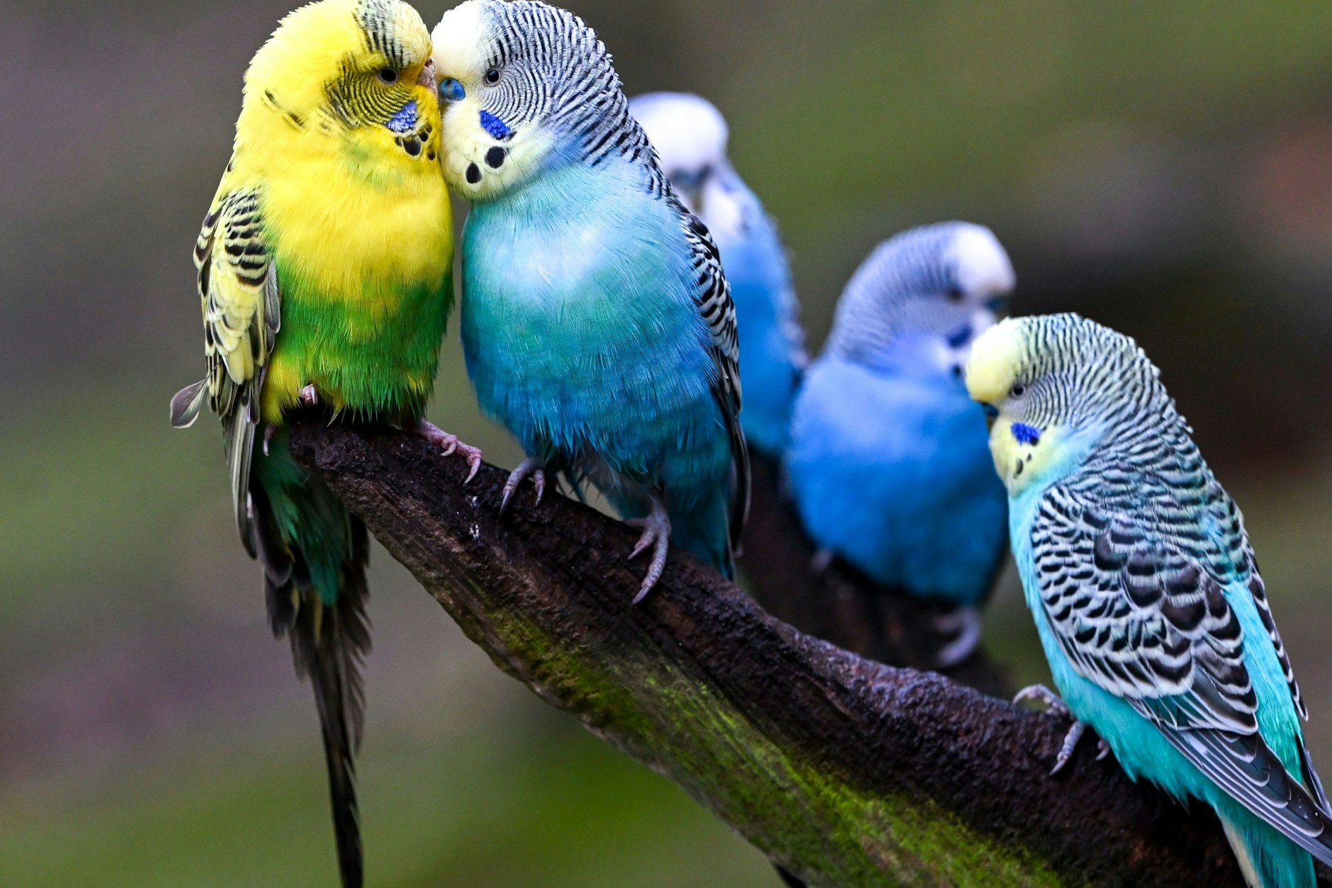 23 Wellensittiche müssen unter anderem in Friedrichsfelde umziehen.