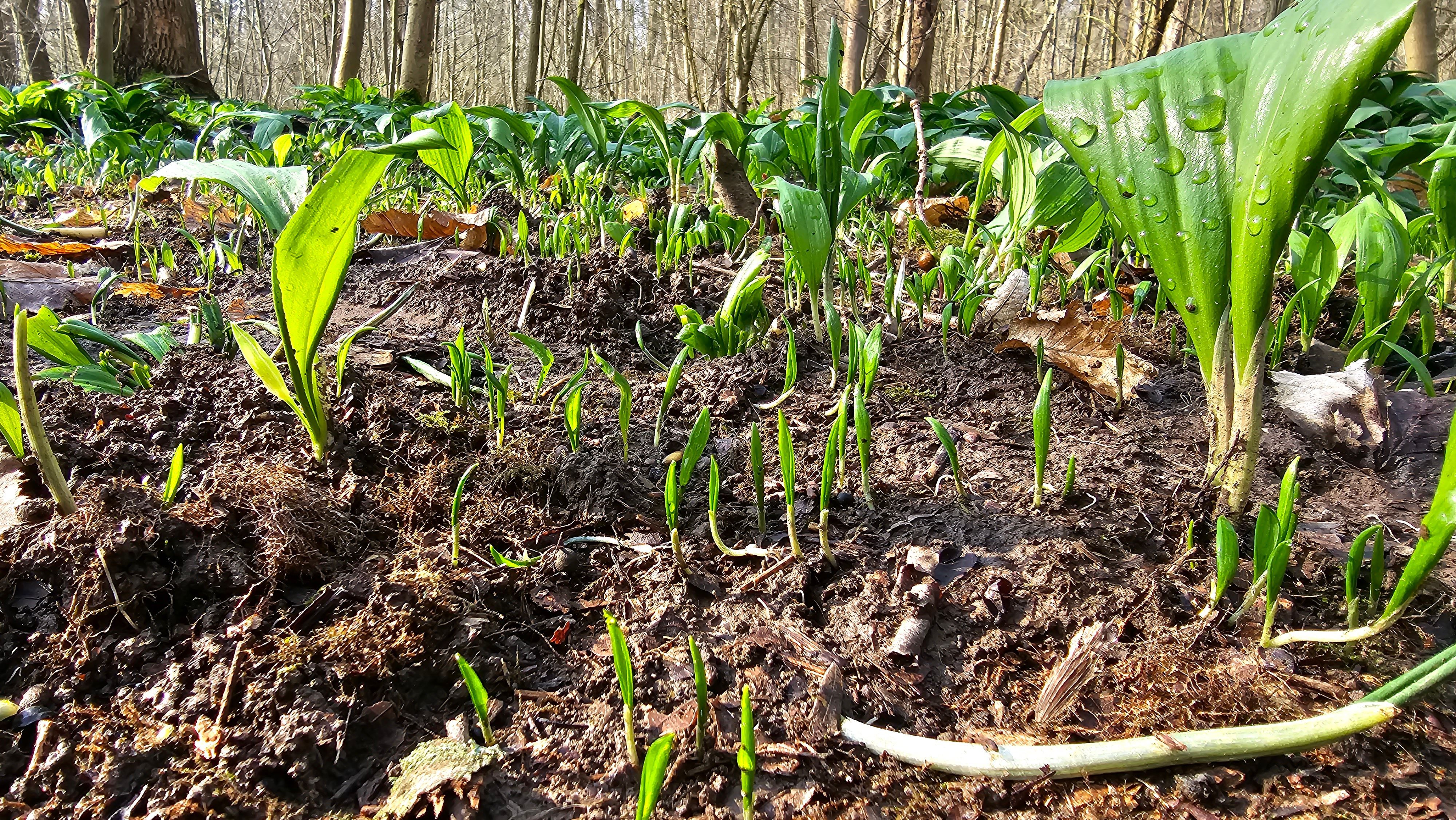 Russen und Tschetschenen klauen Bärlauch in deutschen Wäldern