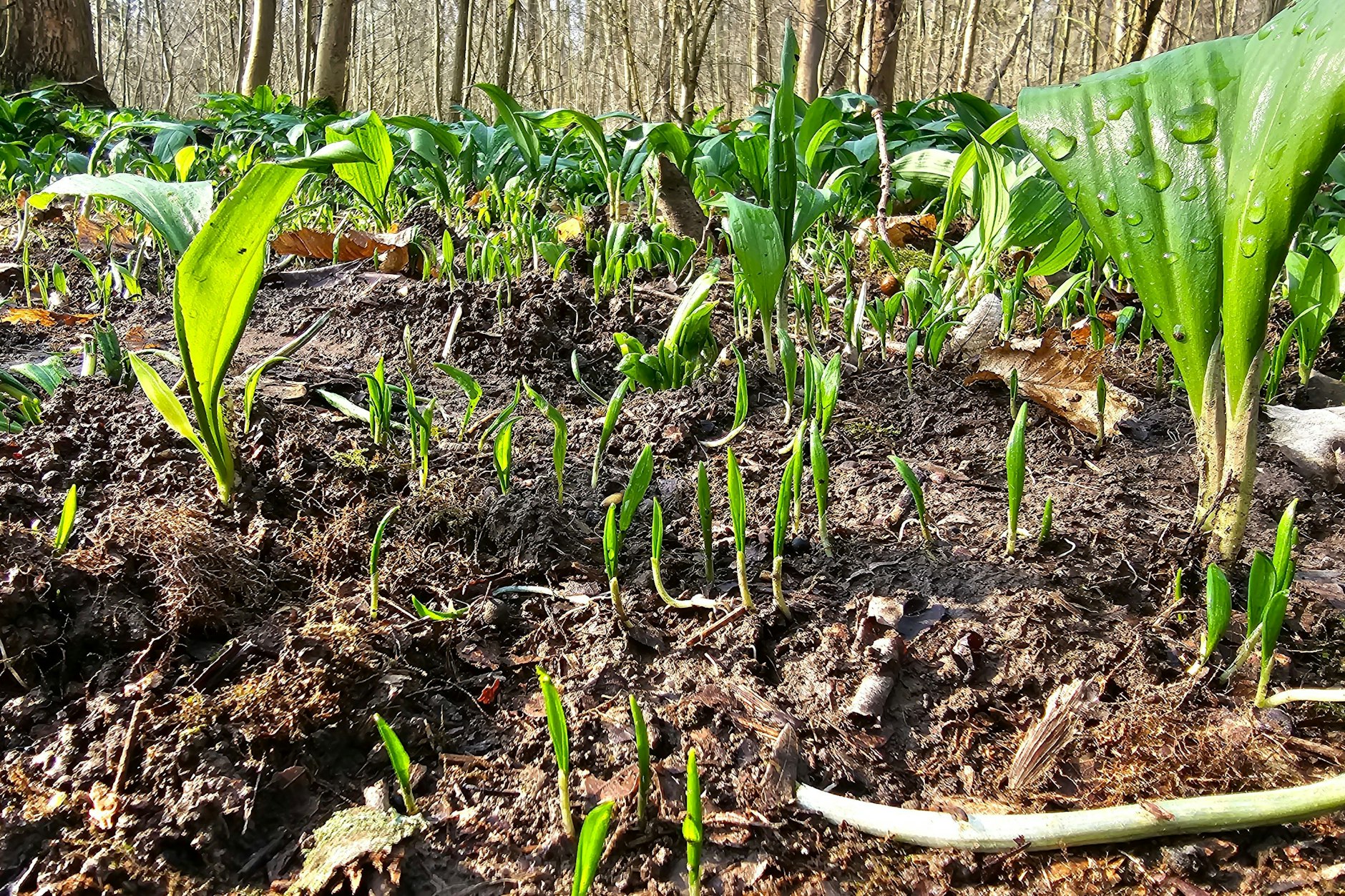Im Leipziger Stadtwald sind besonders oft Bärlauchdiebe unterwegs.