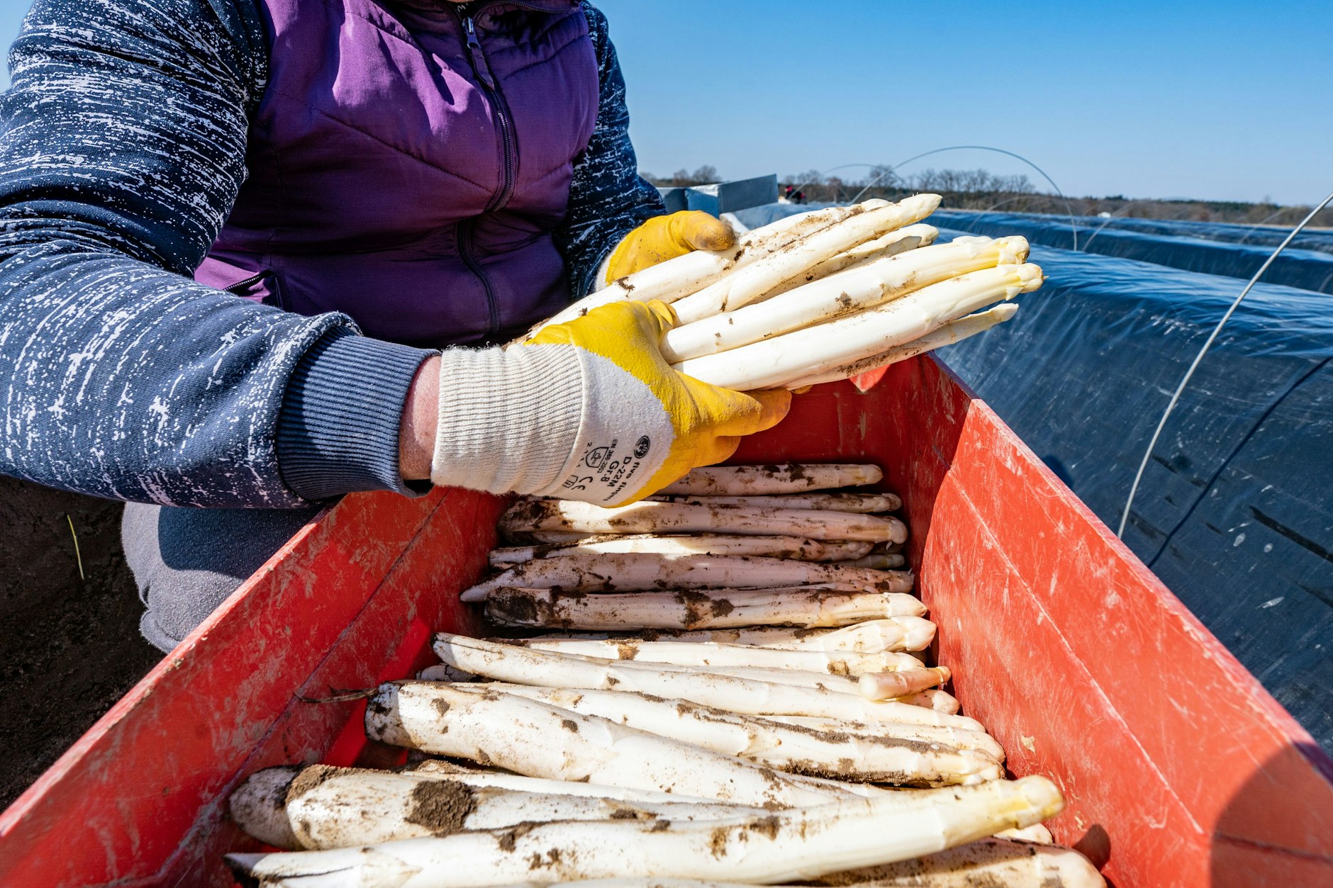Frisch gestochener Spargel wird in eine Kiste gelegt. In Brandenburg beginnt die Ernte.