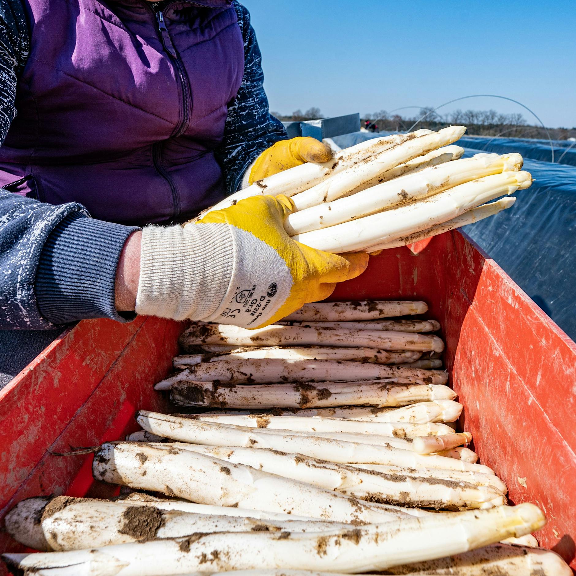 Erster Spargel aus Beelitz schon an diesem Wochenende