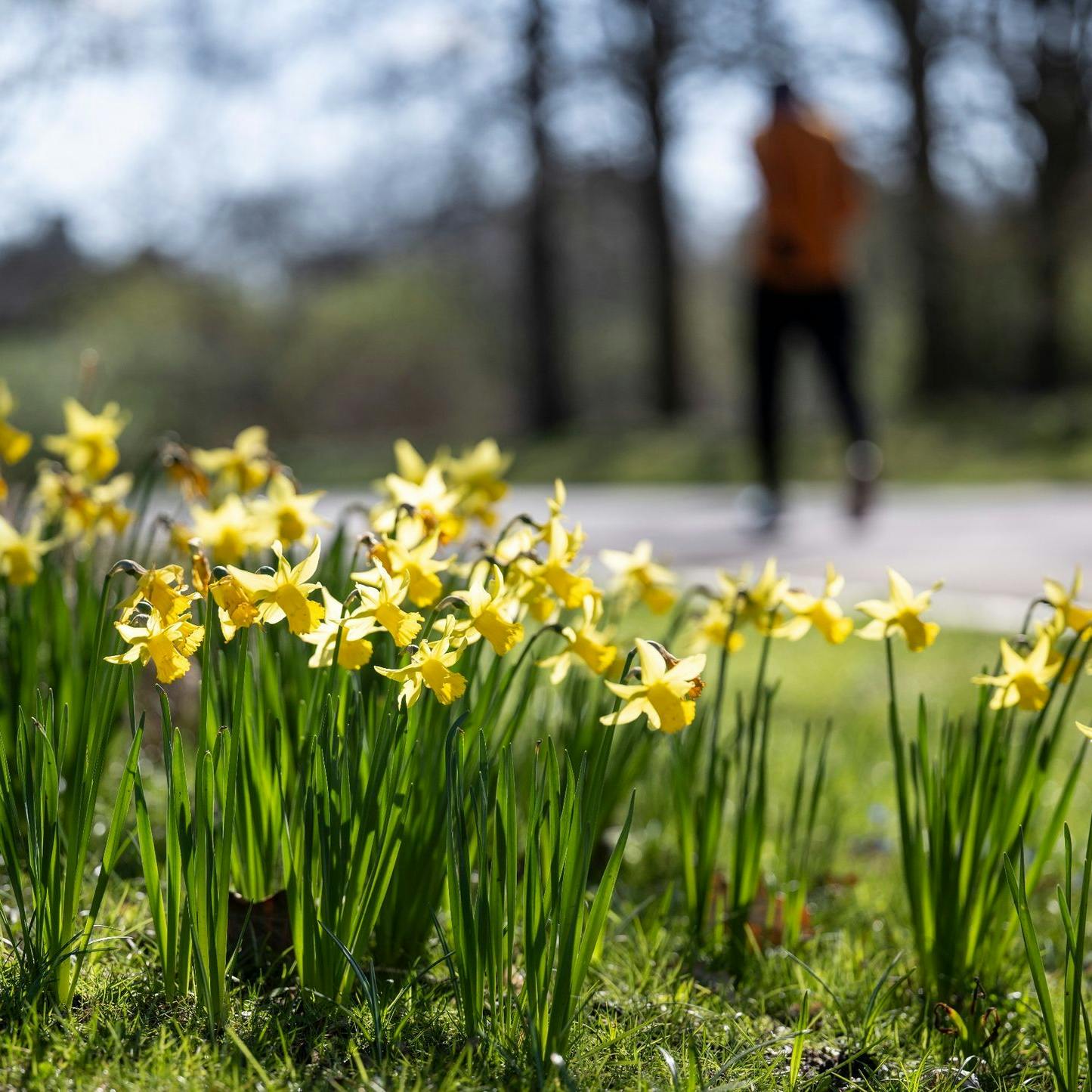 So langsam erreicht der Frühling den Britzer Garten in Berlin. Nun blühen hier Narzissen.