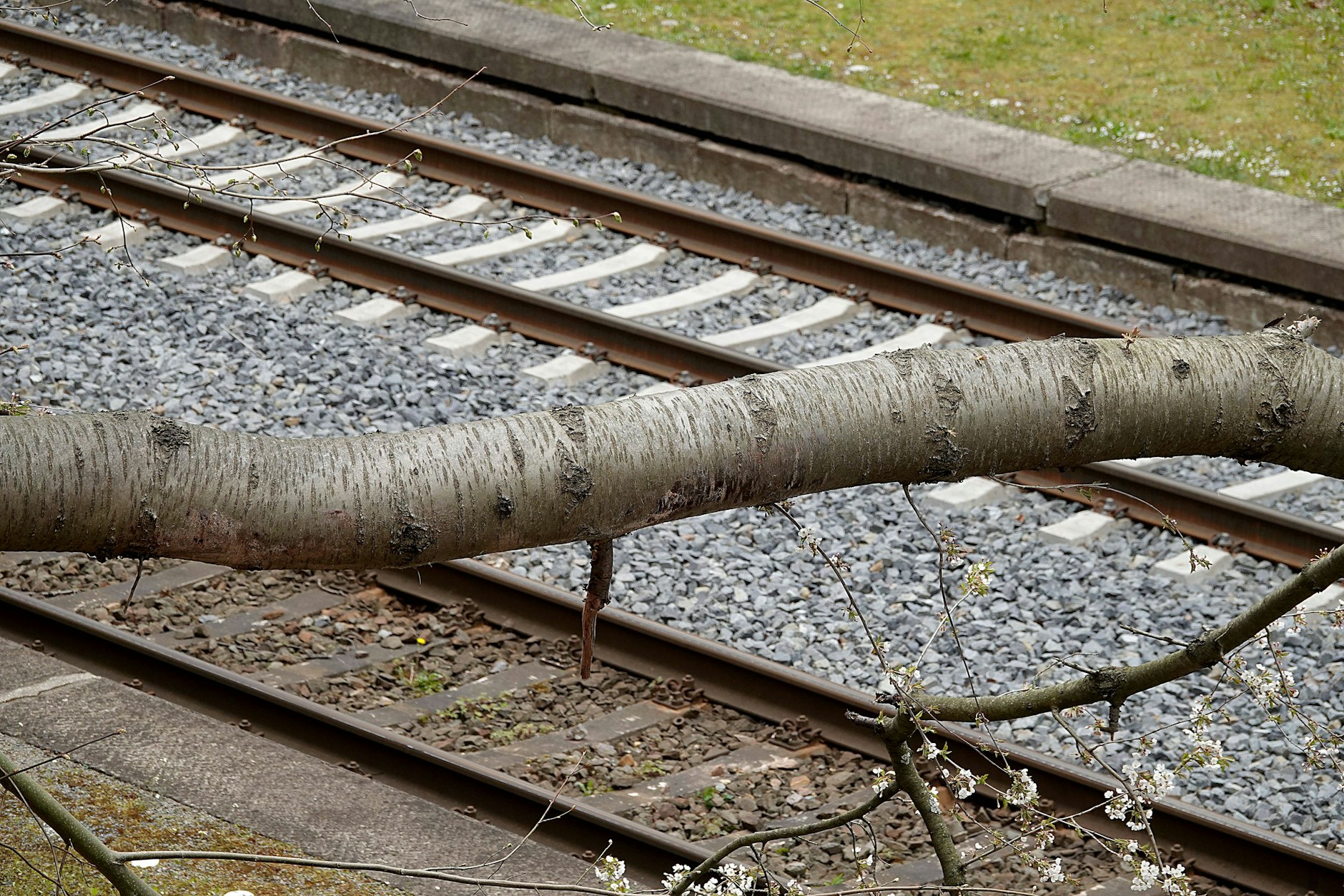 Ein umgestürzter Baum legte den Zugverkehr zwischen Hamburg und Hannover lahm. Gegen zwei Hobbygärtner wird nun ermittelt. (Symbolfoto)