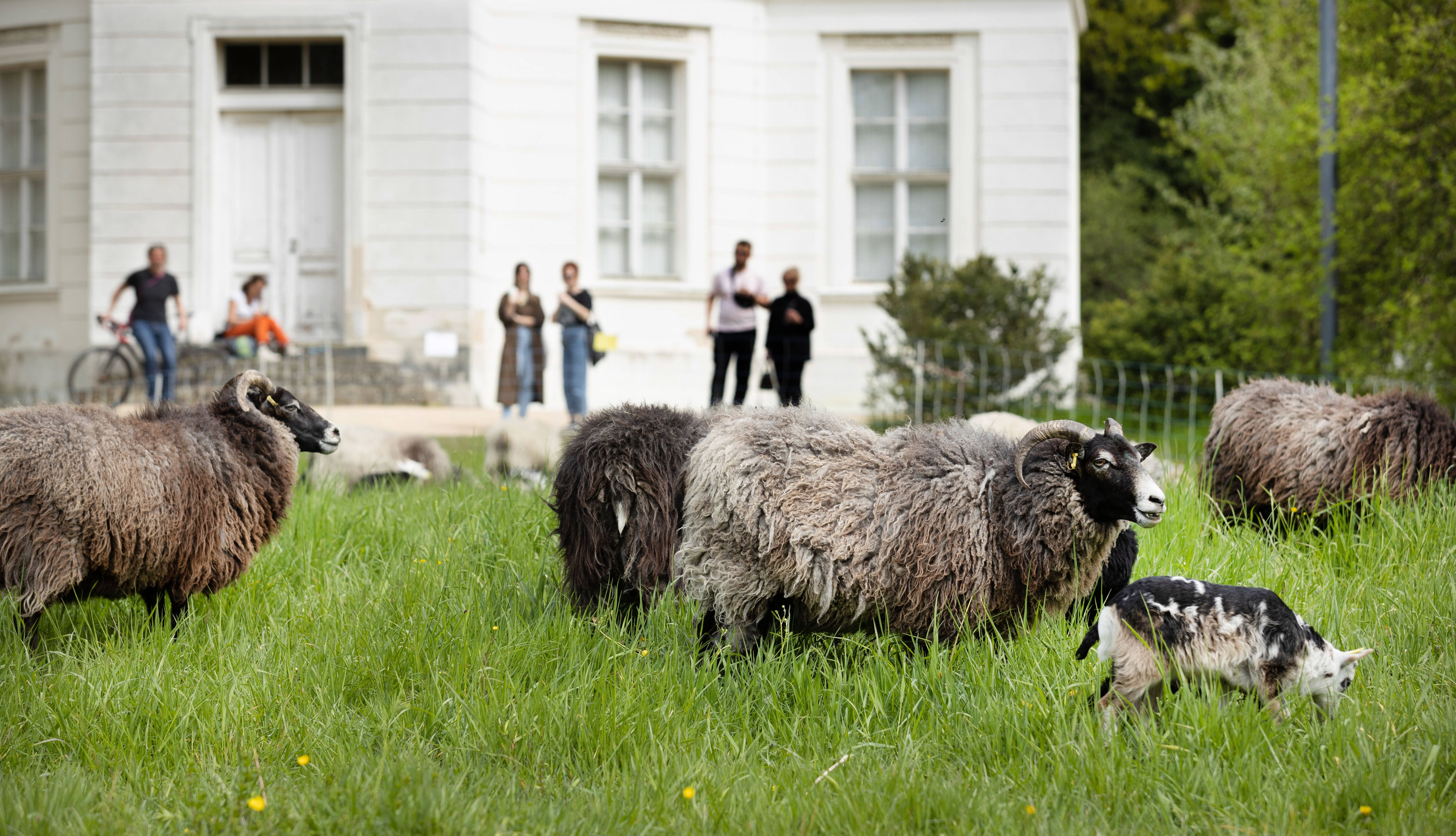 Wieder muss der Osten bluten! Schluss für Friedhofsschafe in Berlin