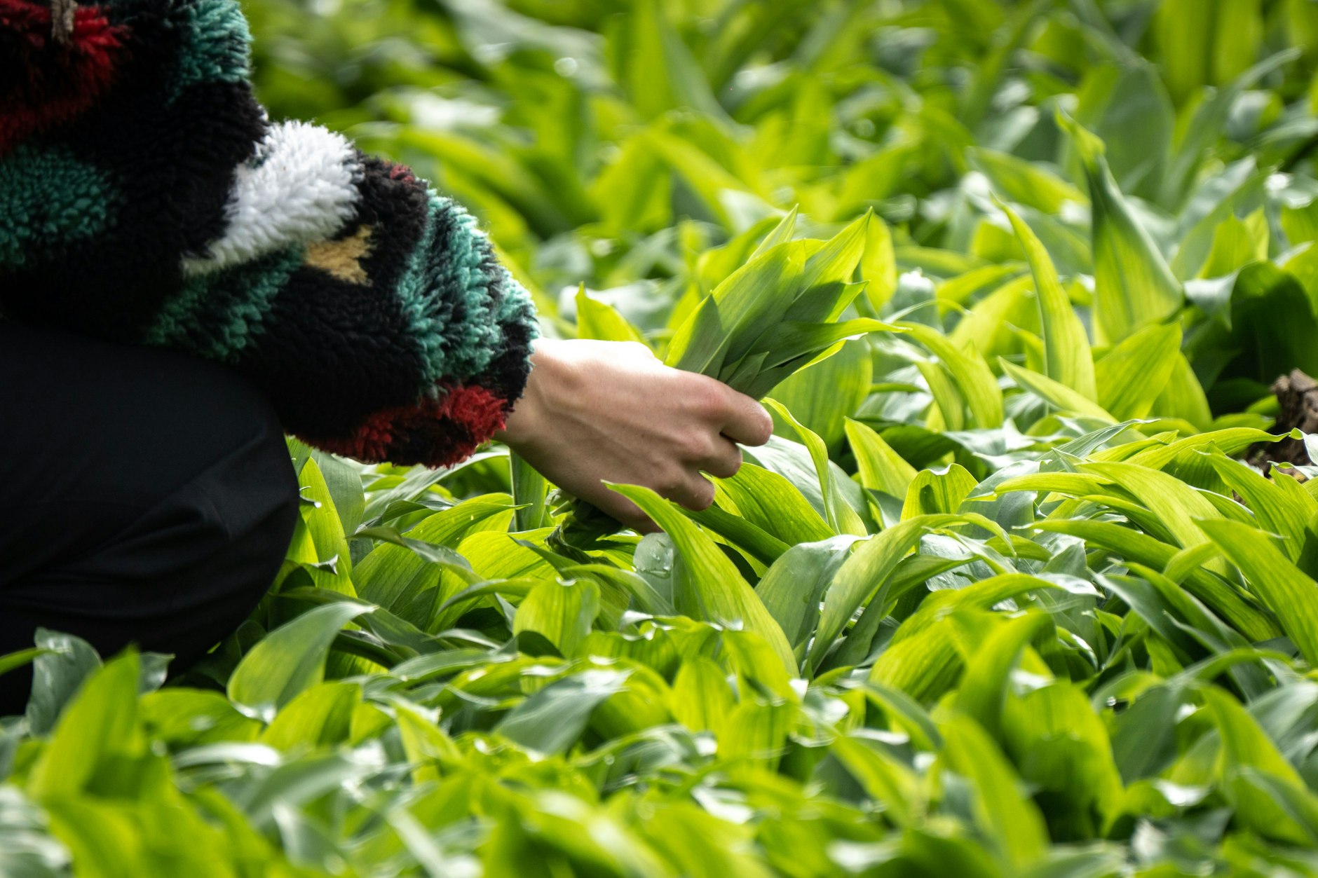 In Berlin gibt es in der Wuhlheide von März bis Mai Bärlauch.