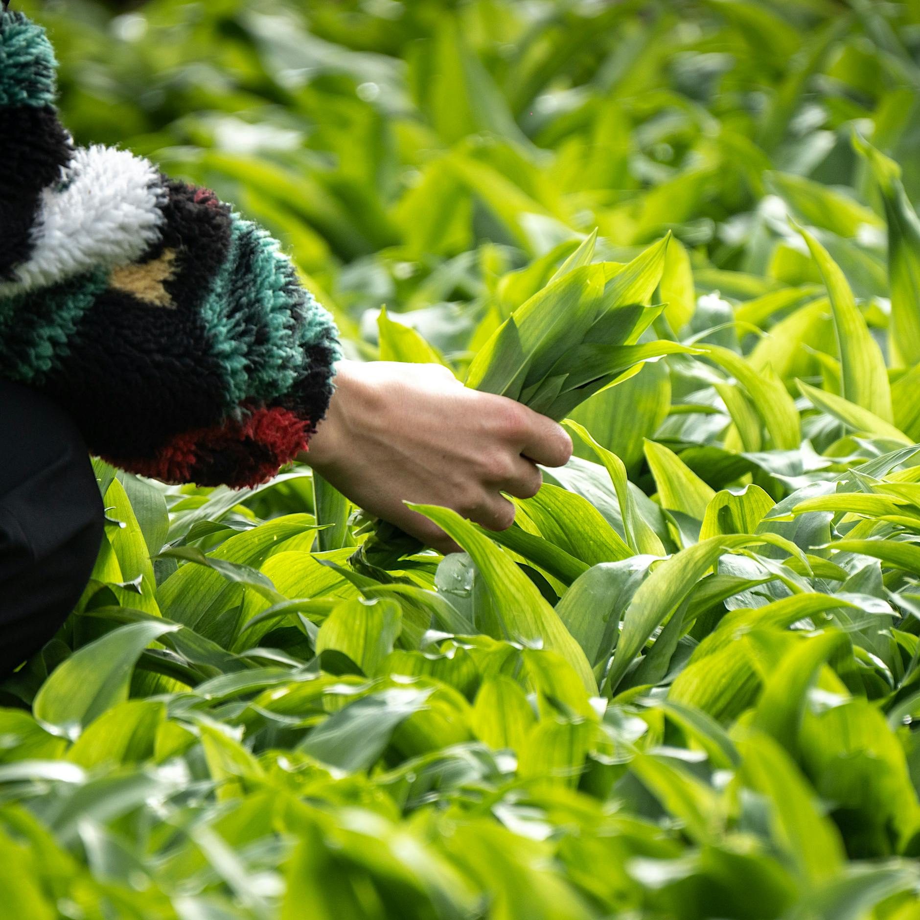 Treptow-Köpenick: Berliner können ab sofort Bärlauch in der Wuhlheide pflücken
