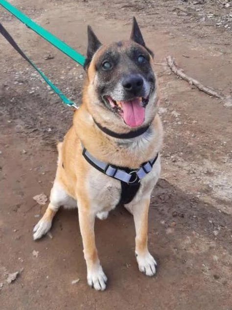 Rusty wartet im Tierheim Berlin sehnsüchtig auf ein neues Zuhause. Wer schenkt dem ehemaligen Polizeihund einen schönen Lebensabend?