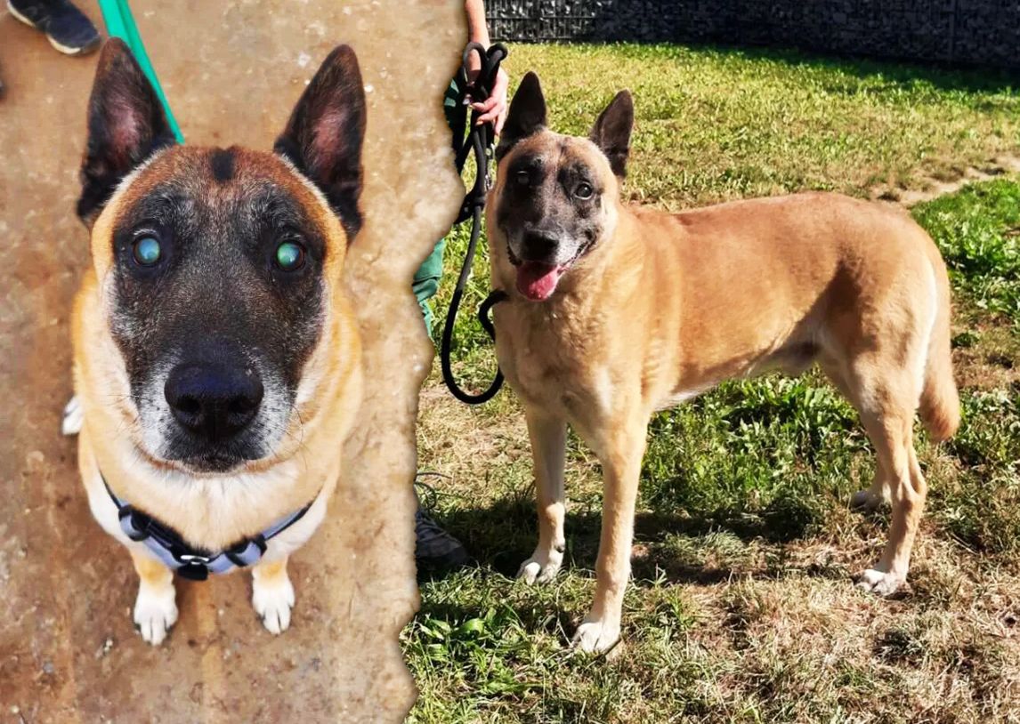 Die traurige Geschichte von Rusty: Wer gibt ihm ein letztes Zuhause?