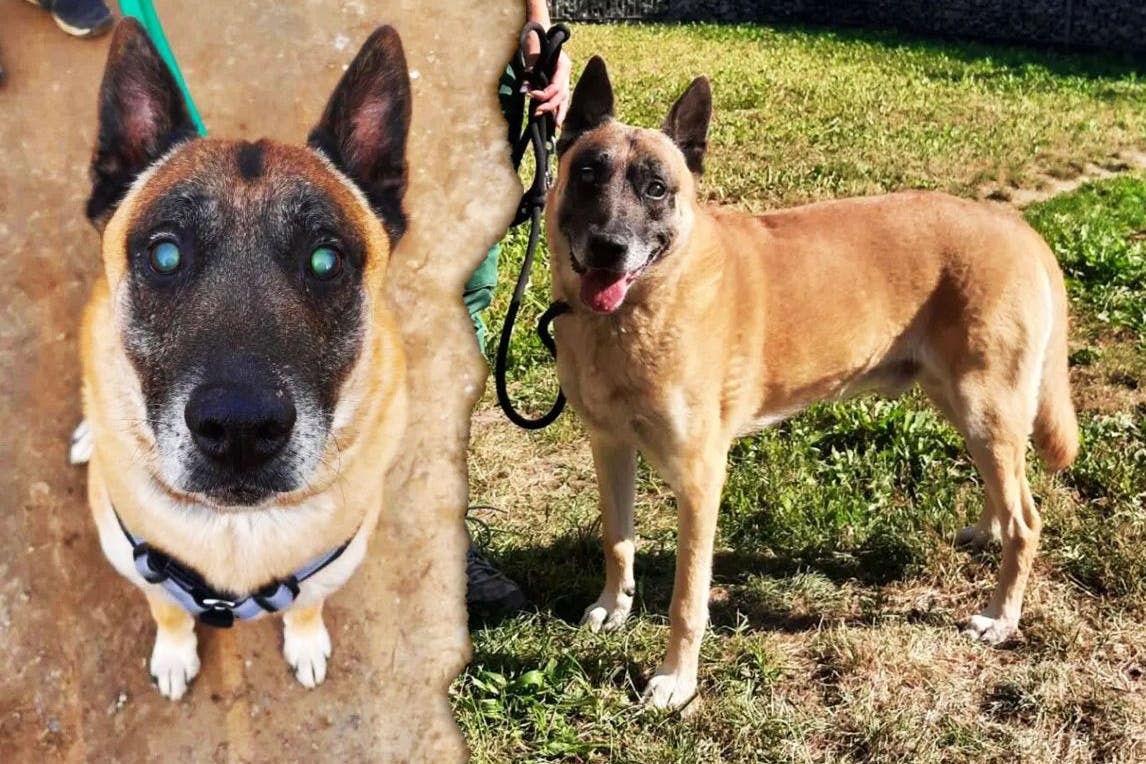 Rusty wurde zum Polizeihund ausgebildet. Doch als er ausgemustert und verkauft wurde, geriet das Leben des Rüden ins Wanken.