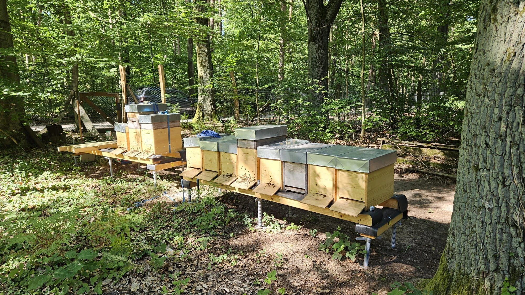 In vielen Jahren wurden hier besonders friedliche Bienen gezüchtet.