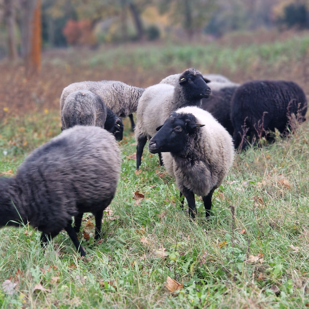 Treptow-Köpenick: Friedhofsschafe vor dem Aus, weil Berliner Senat Naturschutzmittel kürzt