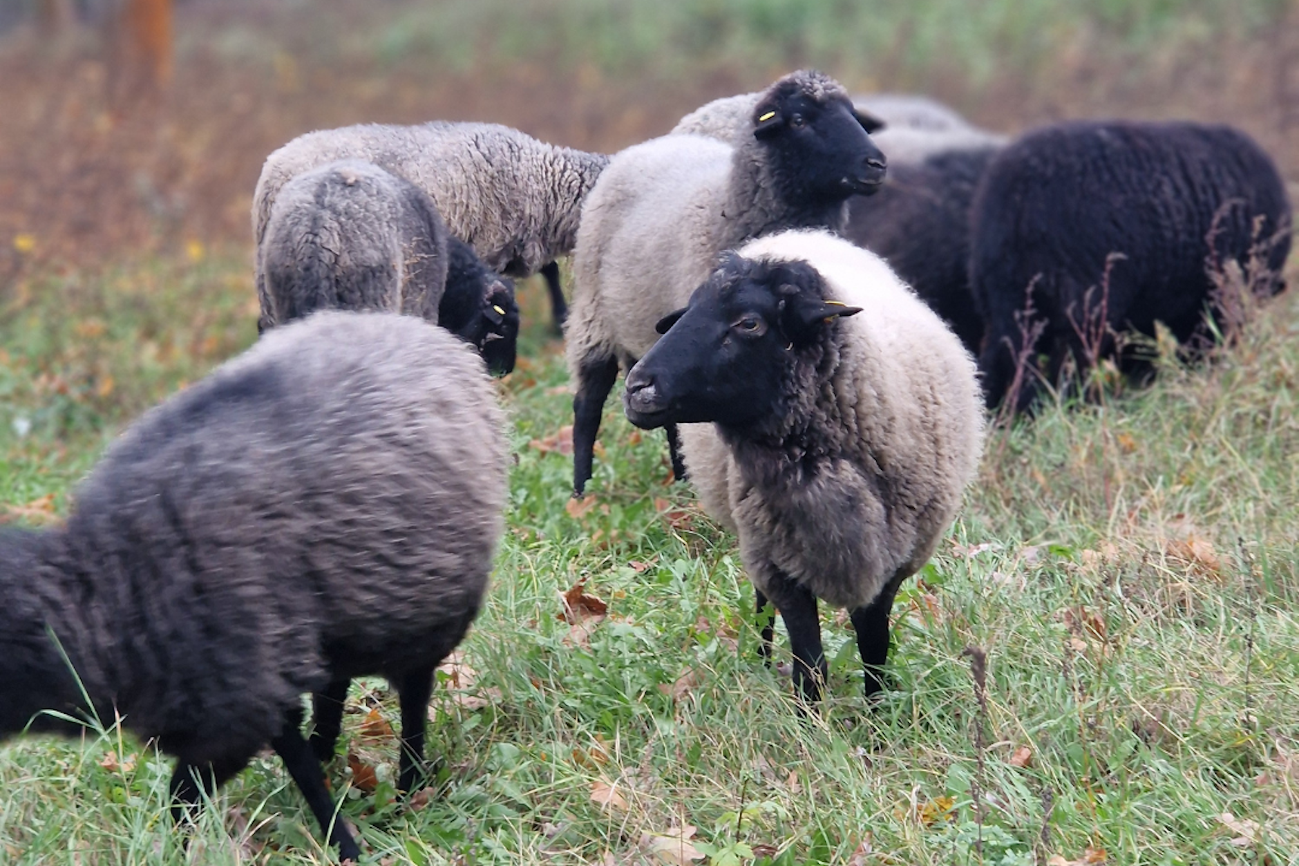 Auf den Friedhöfen im Berliner Bezirk Treptow-Köpenick werden seit einigen Jahren Schafe als „Mähroboter“ eingesetzt.