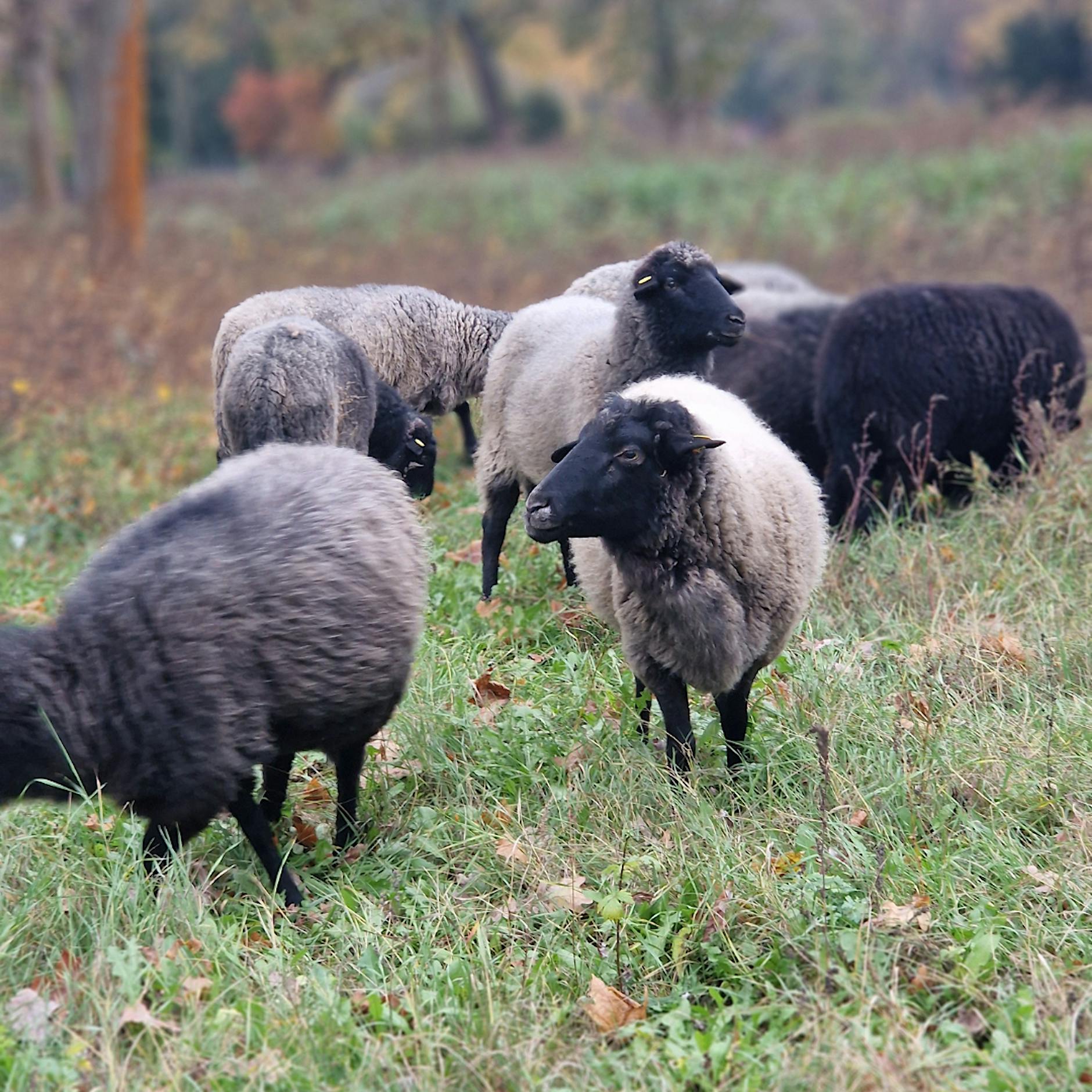 Treptow-Köpenick: Friedhofsschafe vor dem Aus, weil Berliner Senat Naturschutzmittel kürzt