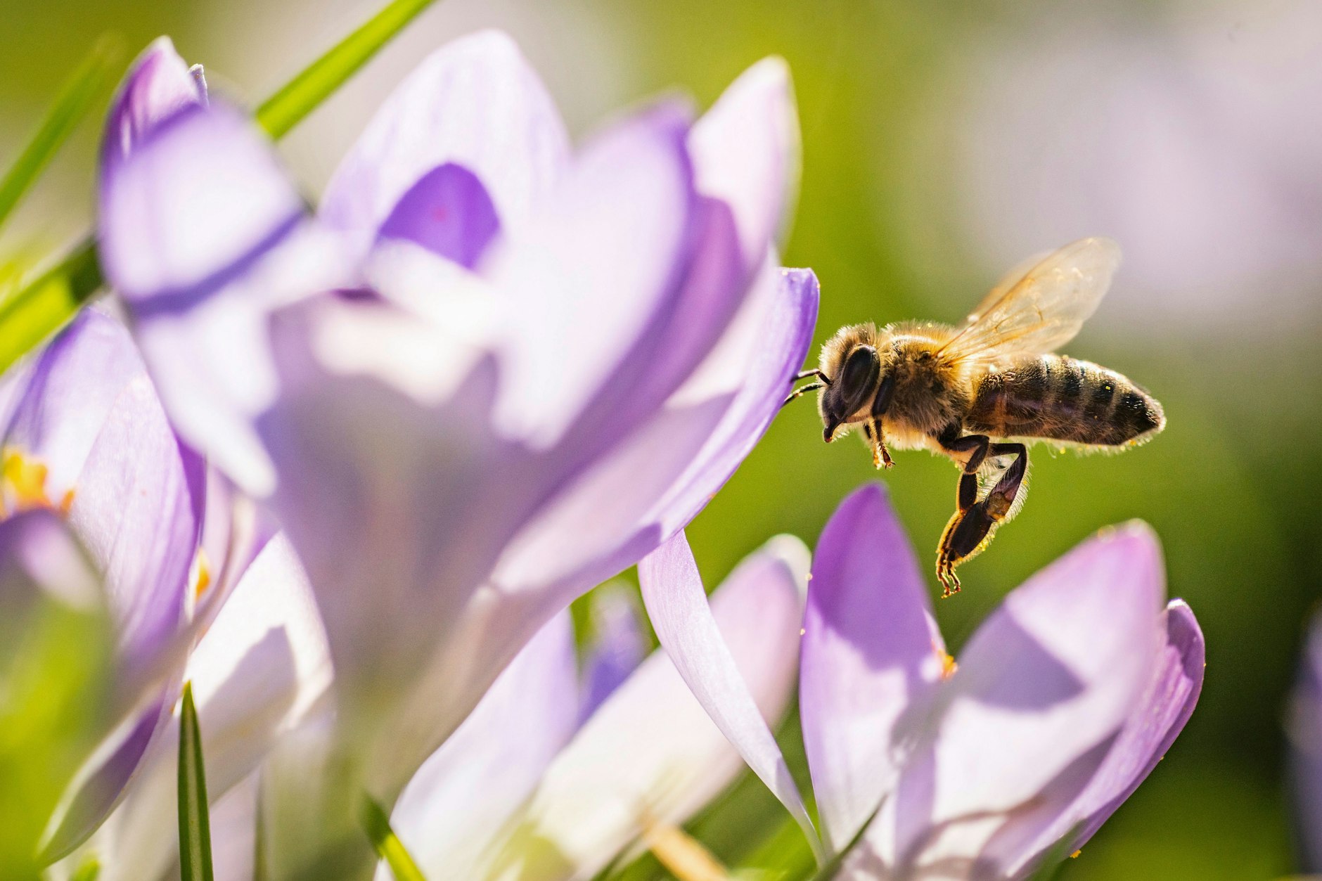 Bereits im Februar blühen die ersten Krokusse und bieten den frühen Bienen eine Nahrungsquelle.