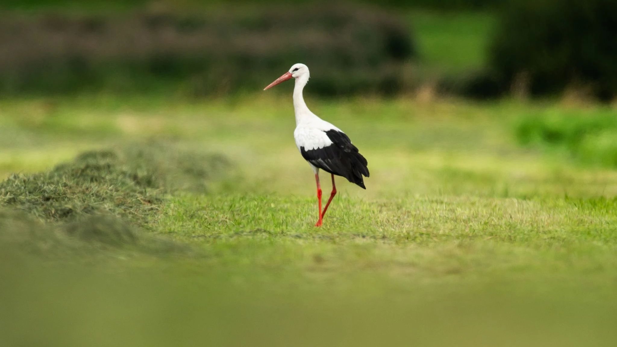 Ein Storch steht auf einer gemähten Wiese. Störchen ist es im deutschen Winter mittlerweile oft warm genug, sodass sie nicht weit in den Südwesten ziehen.