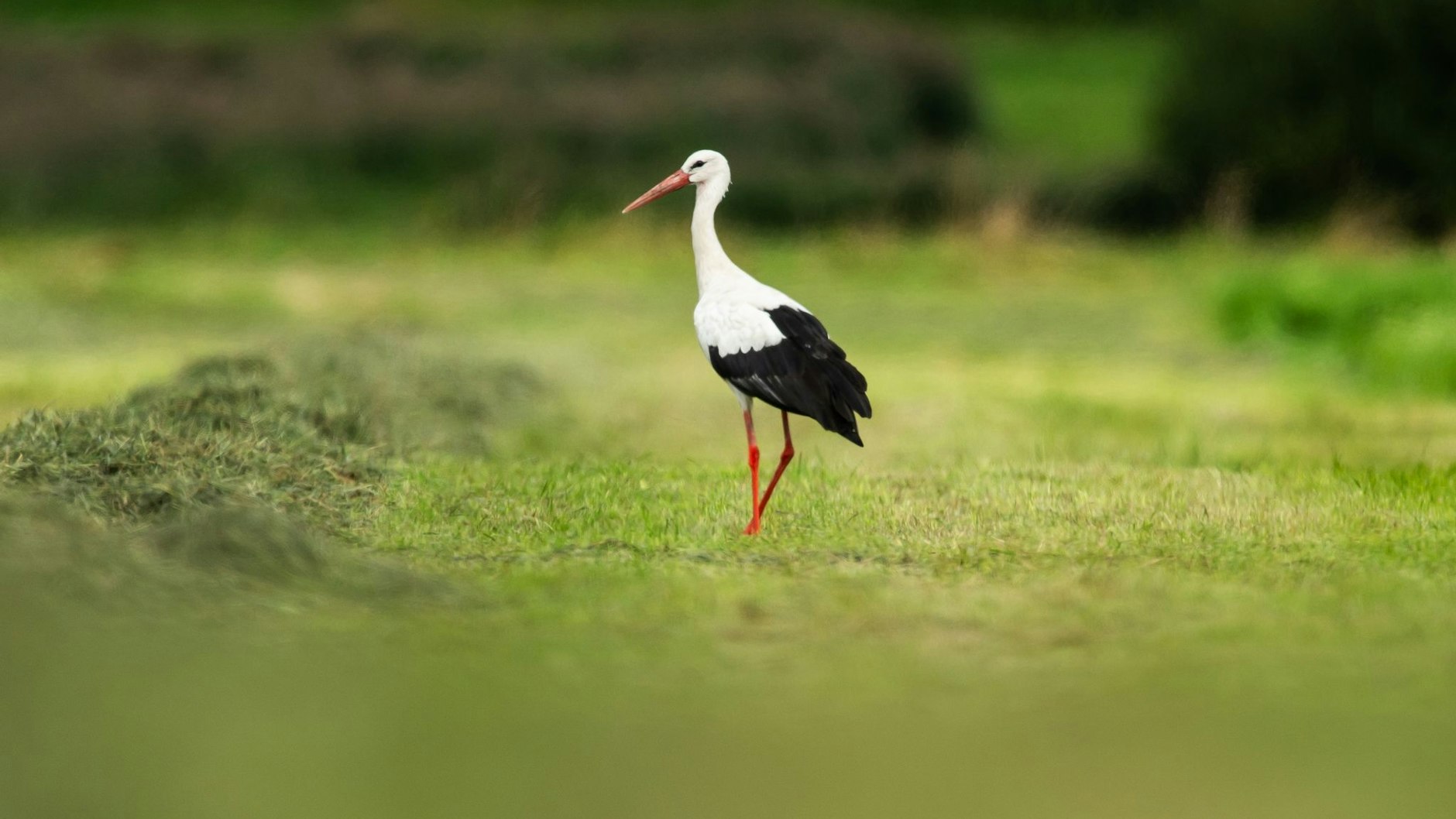Ein Storch steht auf einer gemähten Wiese. Störchen ist es im deutschen Winter mittlerweile oft warm genug, sodass sie nicht weit in den Südwesten ziehen.