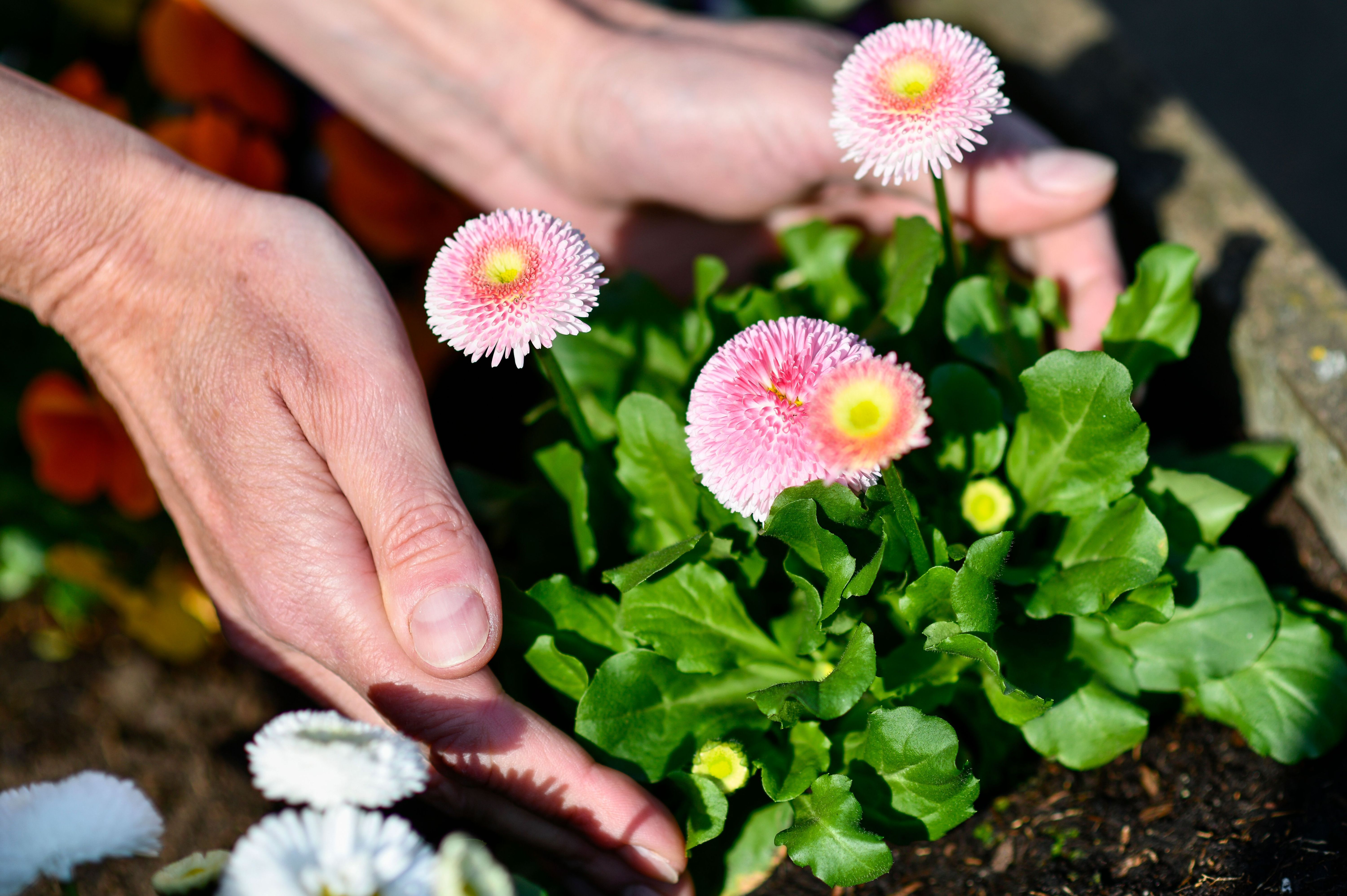 „Antons Wilder Garten“: Hier können Berliner in Treptow-Köpenick gemeinsam gärtnern