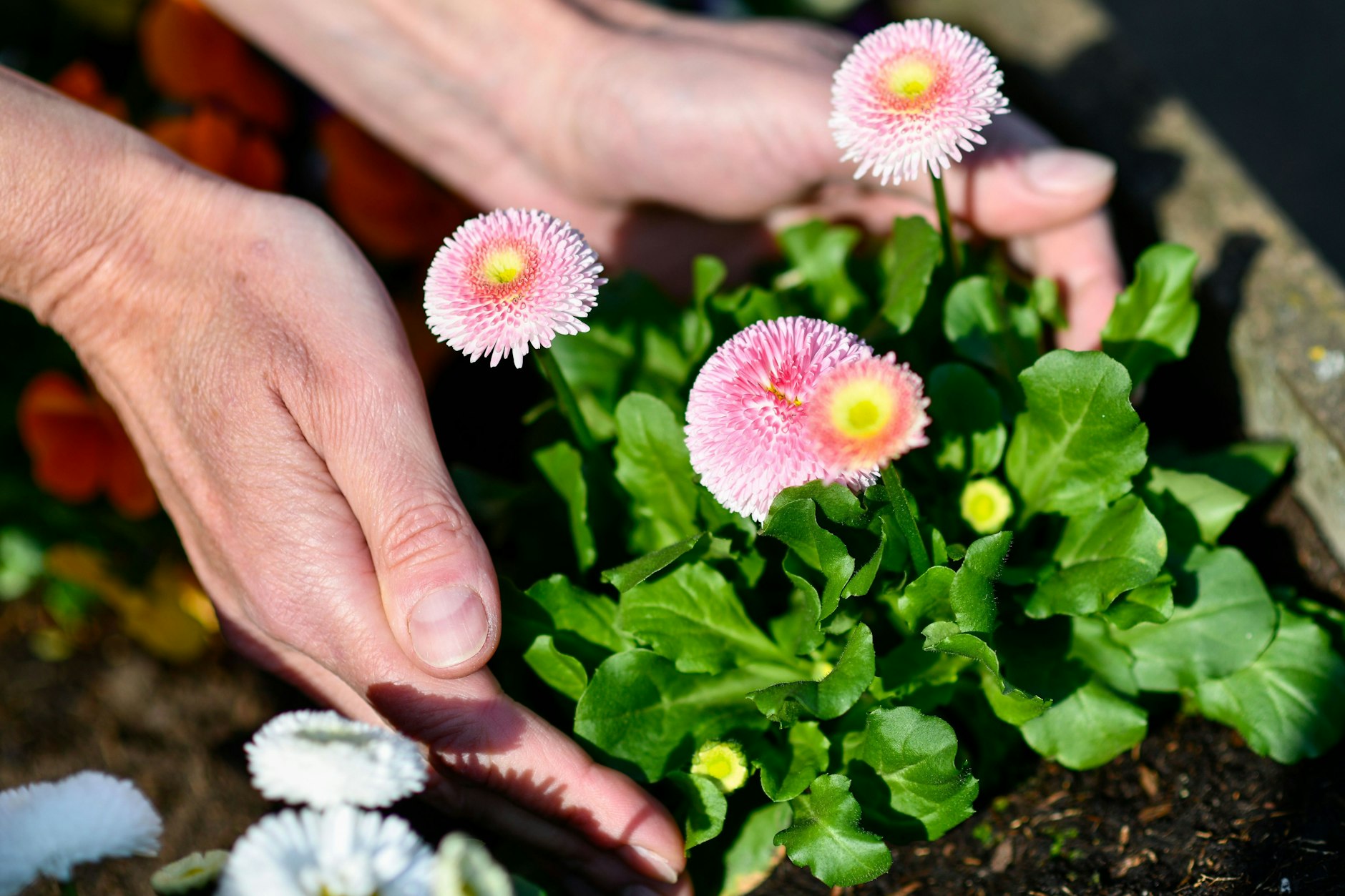 In Treptow-Köpenick können Nachbarn gemeinsam gärtnern.
