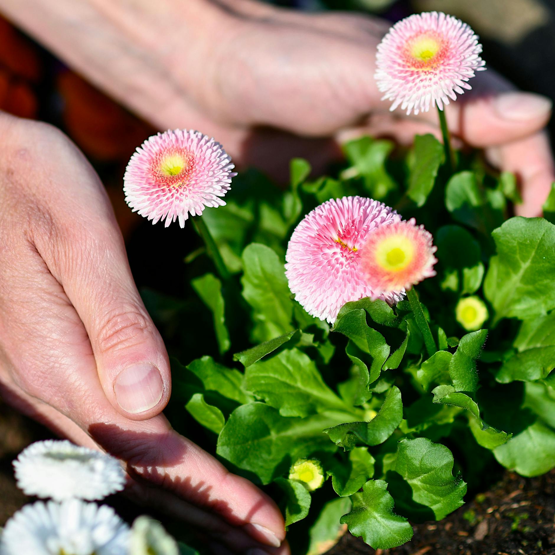 „Antons Wilder Garten“: Hier können Berliner in Treptow-Köpenick gemeinsam gärtnern