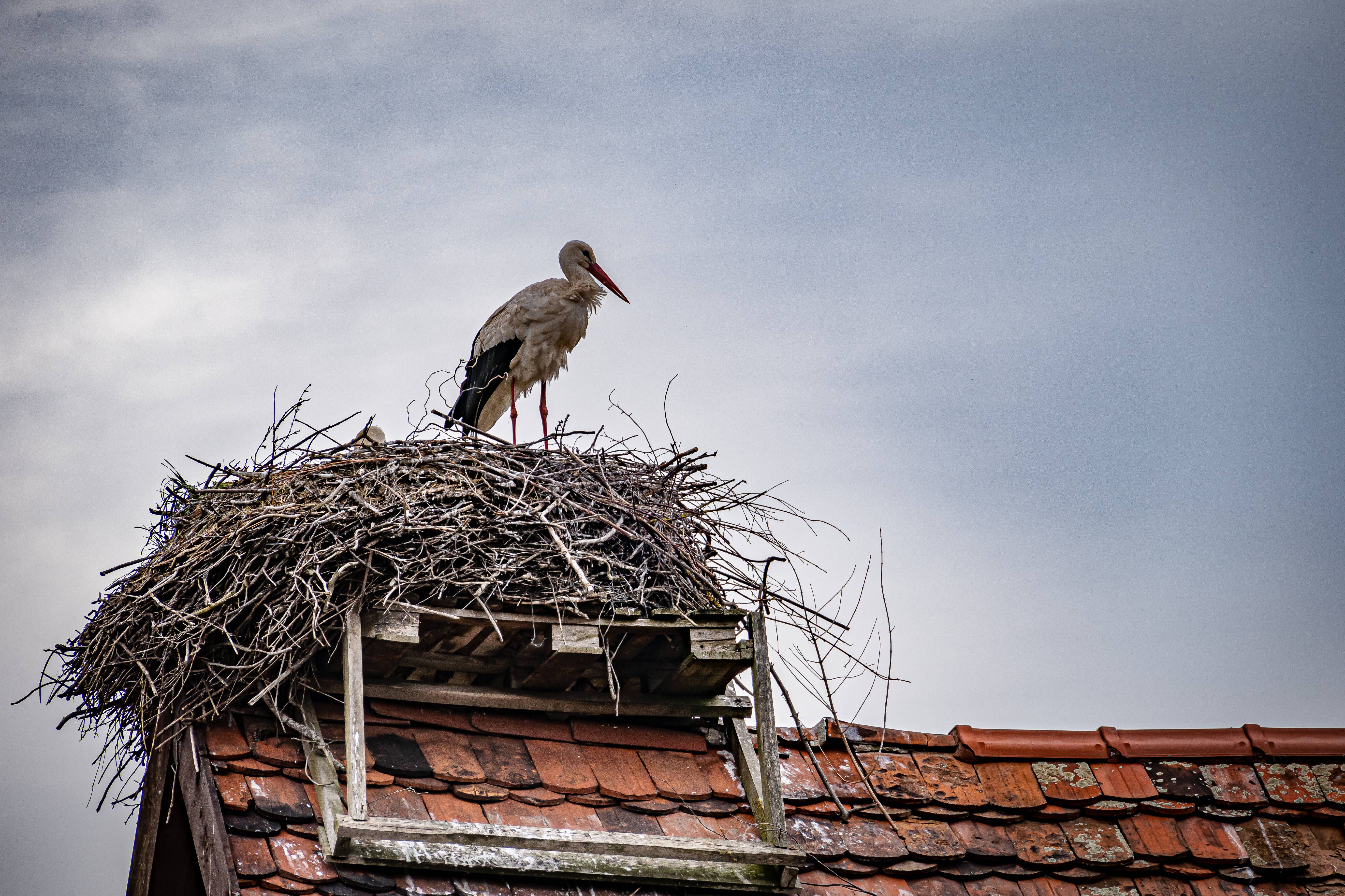 Image - Störche im Westen haben es leichter als Brandenburgs Ost-Störche