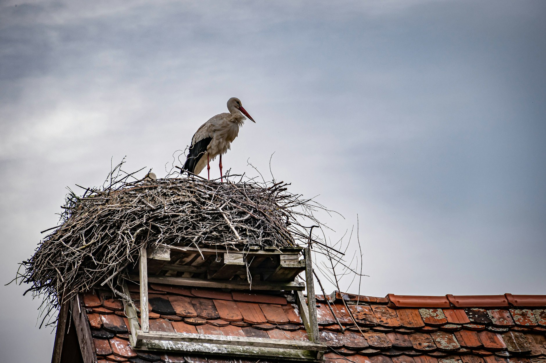 Beste Aussicht: ein Storch hat auf einem Scheunendach in Rühstädt ein Nest in Beschlag genommen.