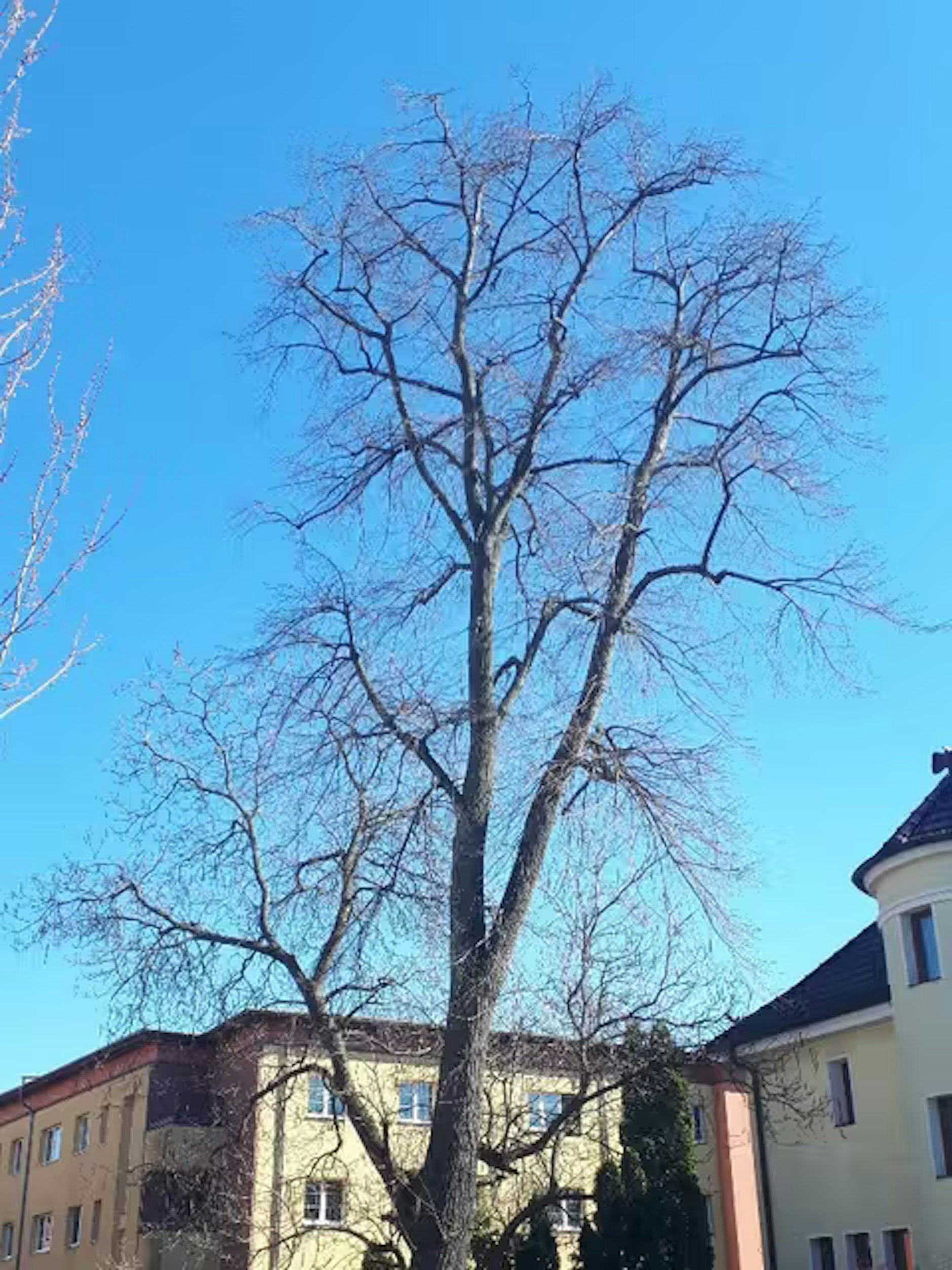 Wieder ein Baum angebohrt und Chemie reingekippt: 108-jährige Linde in der Nieberstraße 13 in Johannisthal in Gefahr – Bezirksamt bittet um Hinweise.