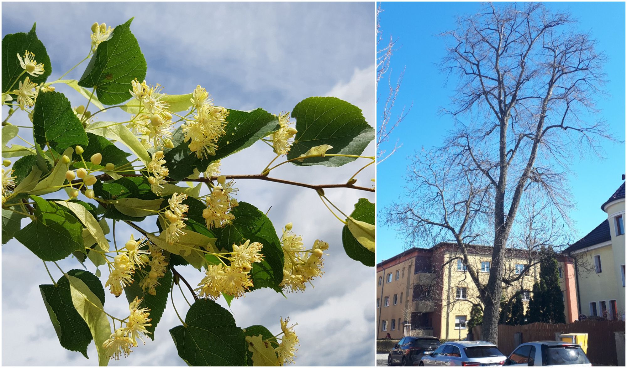 Image - Baumkiller vergiftet 108-jährige Linde – kämpft ums Überleben