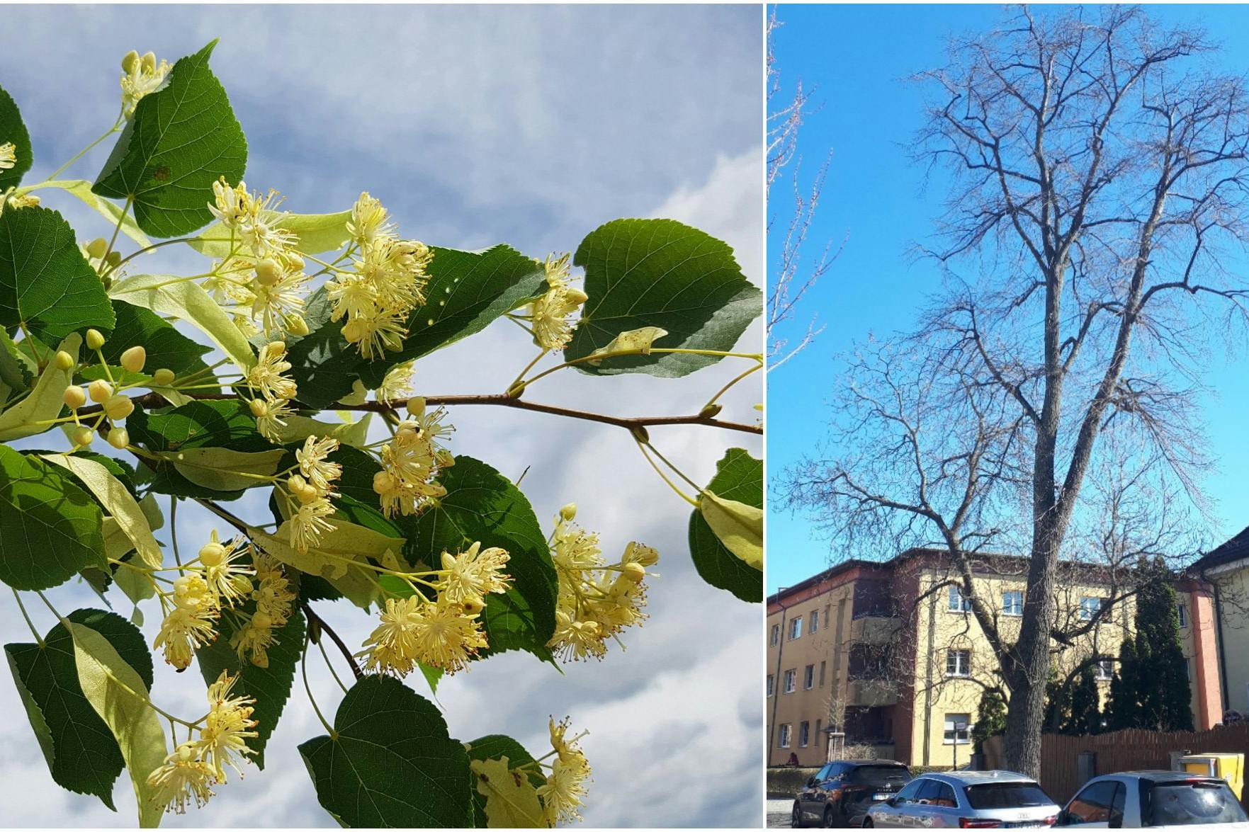 Manfred Ruckszio, Bild: BA TK