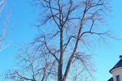 Diese 108 Jahre alte Linde in Johannisthal ist laut Bezirksamt Treptow-Köpenick betroffen.