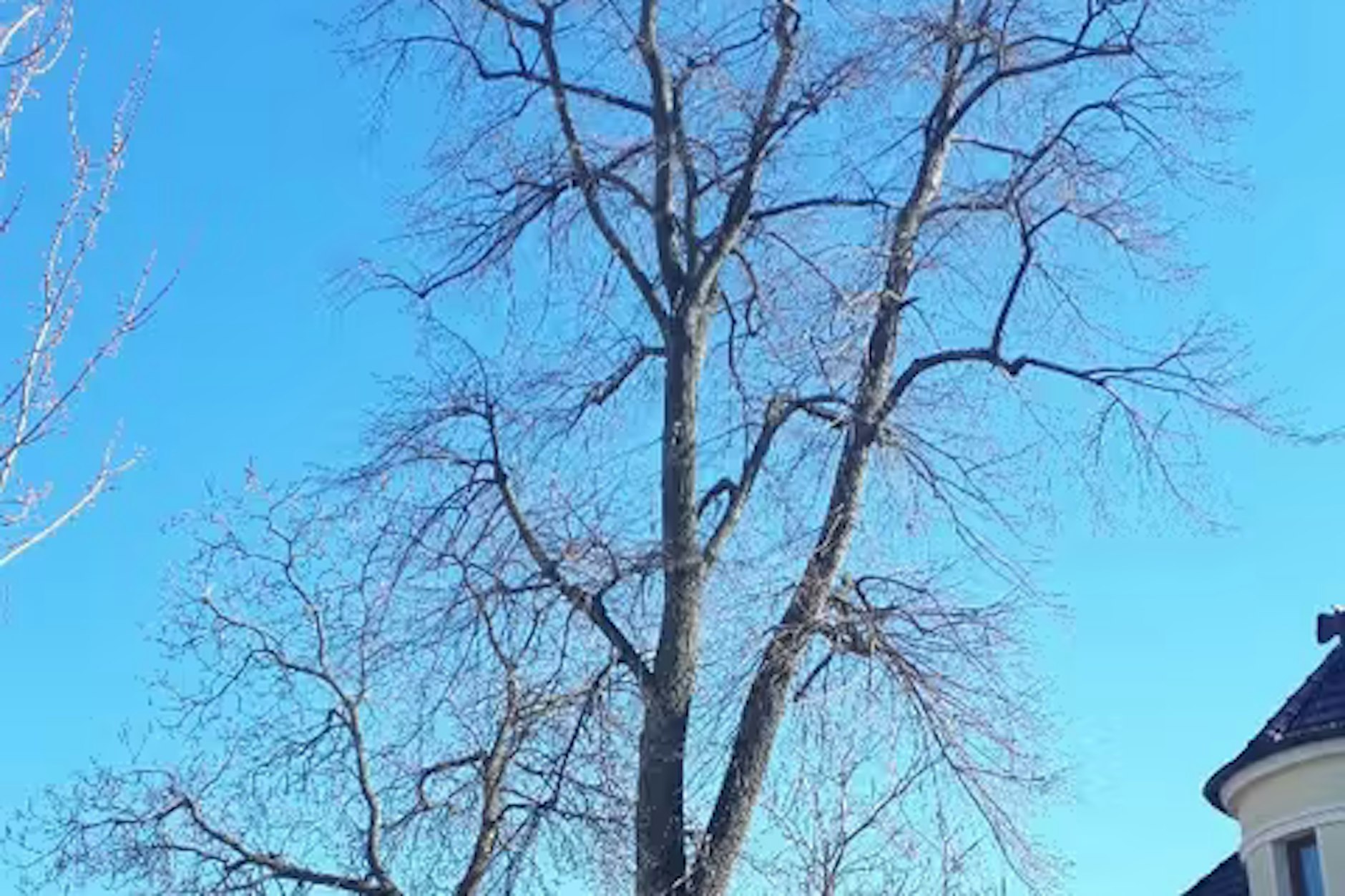 Diese 108 Jahre alte Linde in Johannisthal ist laut Bezirksamt Treptow-Köpenick betroffen.
