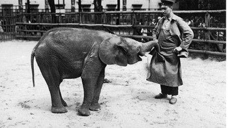 Bei Mampe, hier mit einem Pfleger zu sehen, handelt es sich um einen Afrikanischen Zwergelefanten. Noch heute lebt Elefantin Carla im Berliner Zoo.