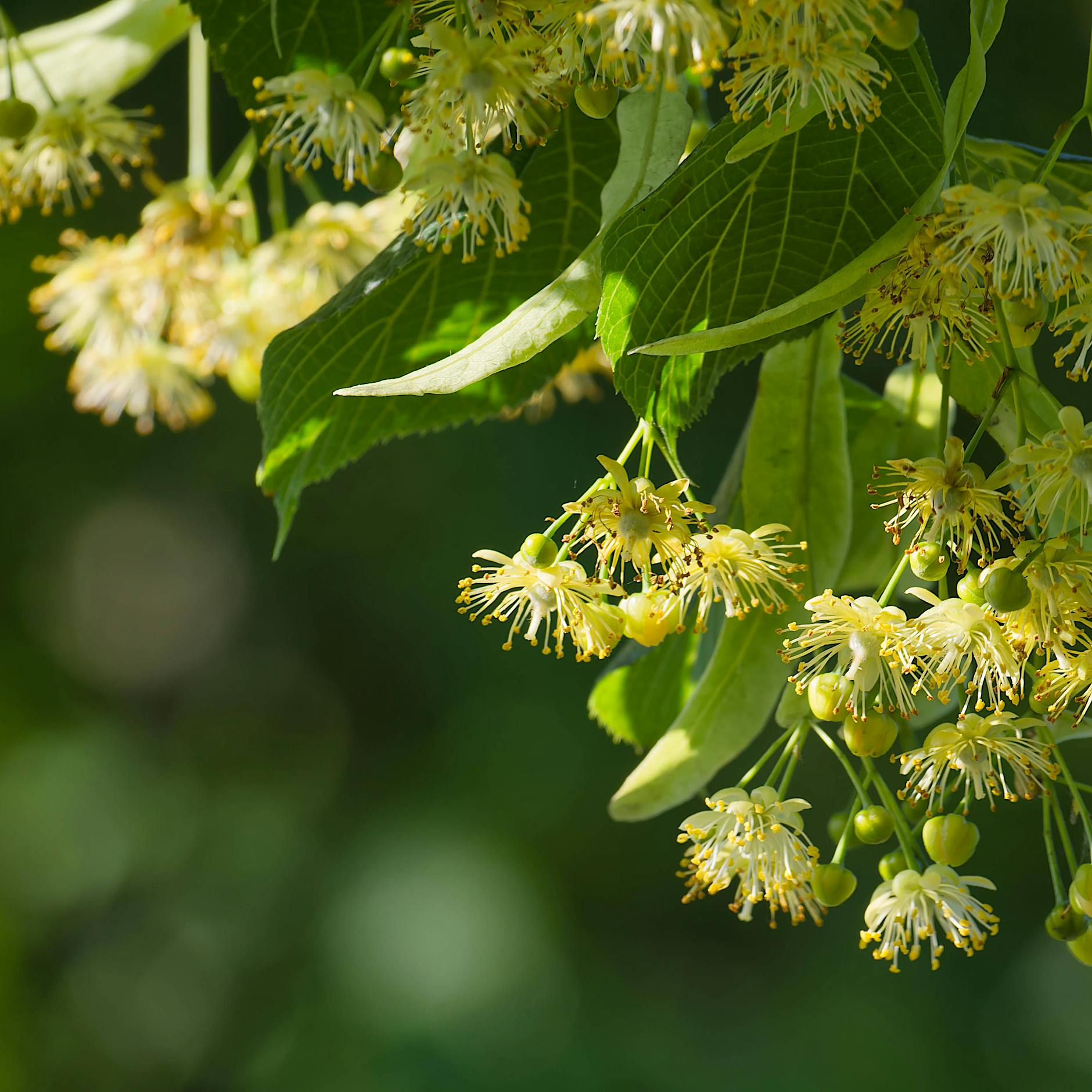 Chemikalienangriff in Johannisthal: 108-jährige Linde in Treptow-Köpenick vergiftet