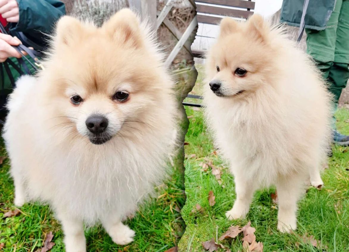 Zwergspitz Luke wie Müll entsorgt! Wer holt ihn aus dem Tierheim Berlin?