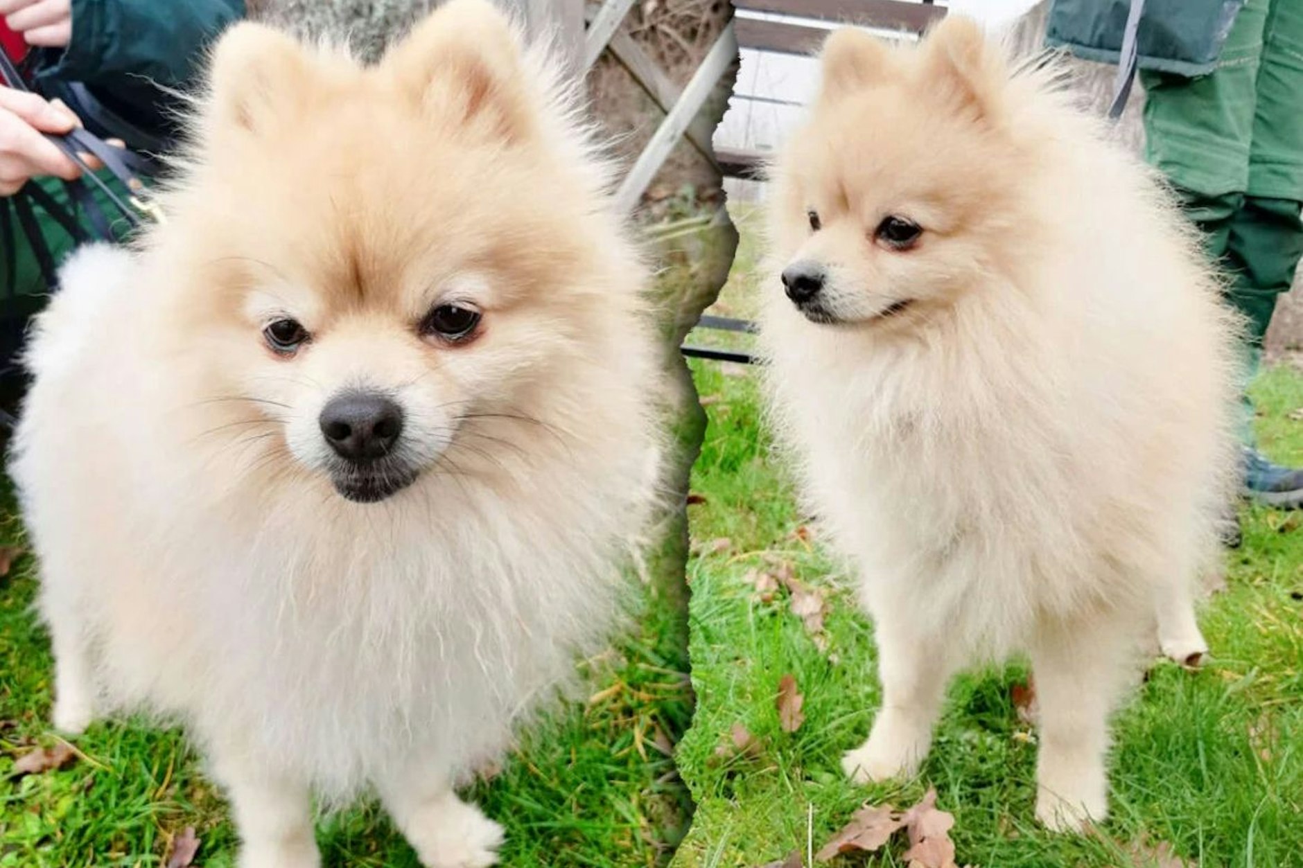 Armer, kleiner Luke! Der Zwergspitz wurde mitsamt seiner Hundebox entsorgt. Nun sucht er ein neues Zuhause, wartet im Tierheim Berlin auf seine nächste Familie.