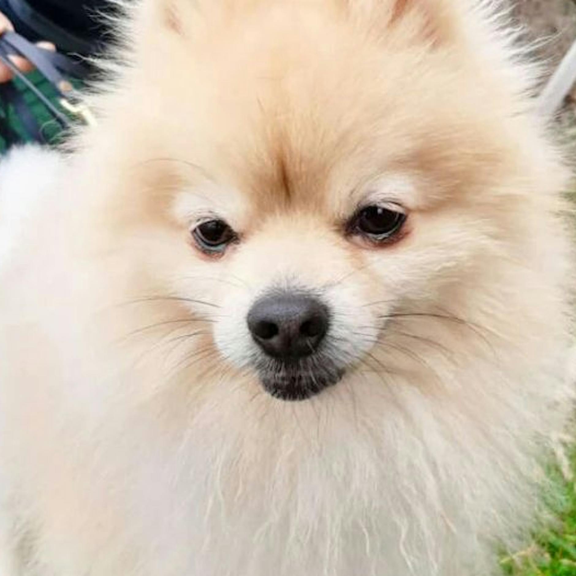 Zwergspitz Luke wie Müll entsorgt! Wer holt ihn aus dem Tierheim Berlin?