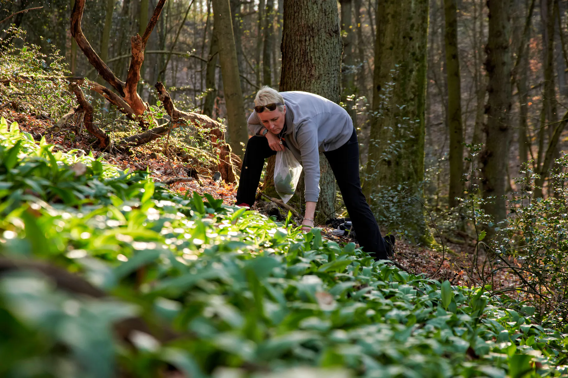 In Berlin und Brandenburg findet man Bärlauch vor allem in schattigen, feuchten Laubwäldern – zum Beispiel im Fläming, im Barnim oder entlang der Havel. Besonders gern wächst er unter Buchen auf nährstoffreichen Böden. Bitte beachten Sie beim Sammeln die örtlichen Naturschutzbestimmungen und pflücken Sie nur so viel, wie Sie wirklich brauchen.