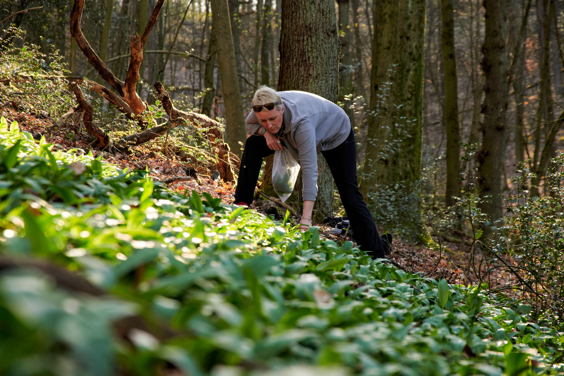 In Berlin und Brandenburg findet man Bärlauch vor allem in schattigen, feuchten Laubwäldern – zum Beispiel im Fläming, im Barnim oder entlang der Havel. Besonders gern wächst er unter Buchen auf nährstoffreichen Böden.  Bitte beachten Sie beim Sammeln die örtlichen Naturschutzbestimmungen und pflücken Sie nur so viel, wie Sie wirklich brauchen.