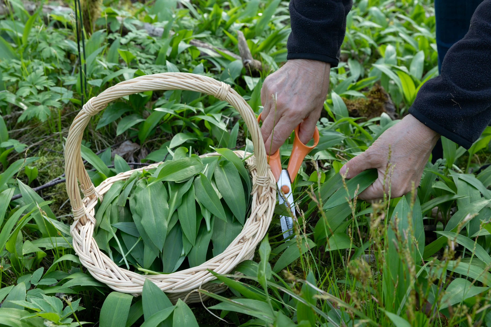 Achten Sie bei der Bärlauch-Ernte auf Verwechslung mit giftigen Pflanzen wie Maiglöckchen oder Herbstzeitlose. Ein deutlicher Knoblauchgeruch beim Zerreiben der Blätter ist ein sicheres Erkennungsmerkmal