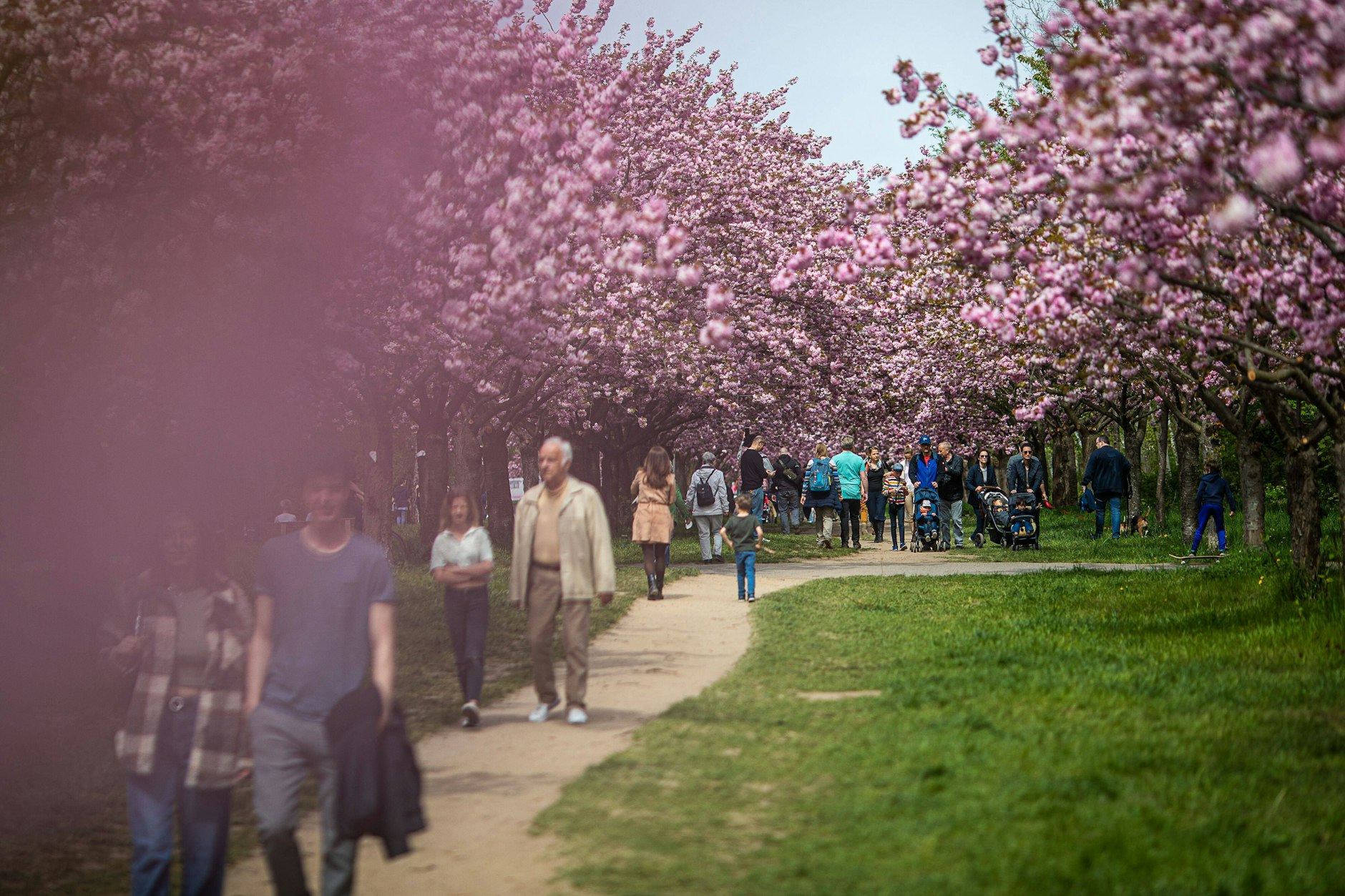 Kirschblüten in der TV Asahi Kirschblütenallee. (Symbolfoto) 