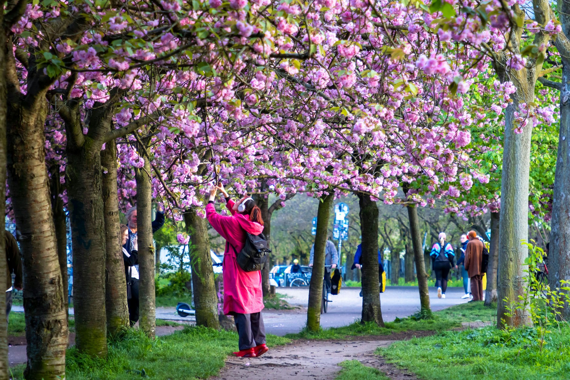 Kirschblüte auf dem ehemaligen Mauerstreifen an der Norwegerstraße unweit der Bornholmer Straße in Berlin Prenzlauer Berg. 