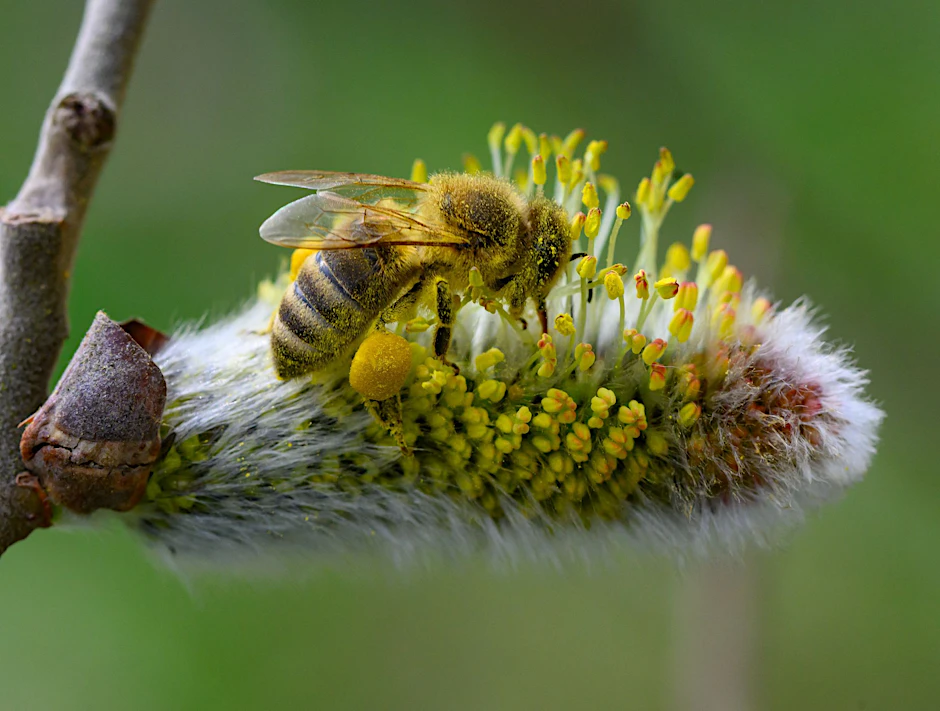 Was die Biene zum Anbeißen findet, treibt dem Allergiker die Tränen in die Augen. Mit dem Frühling fliegen auch wieder jede Menge Pollen umher.