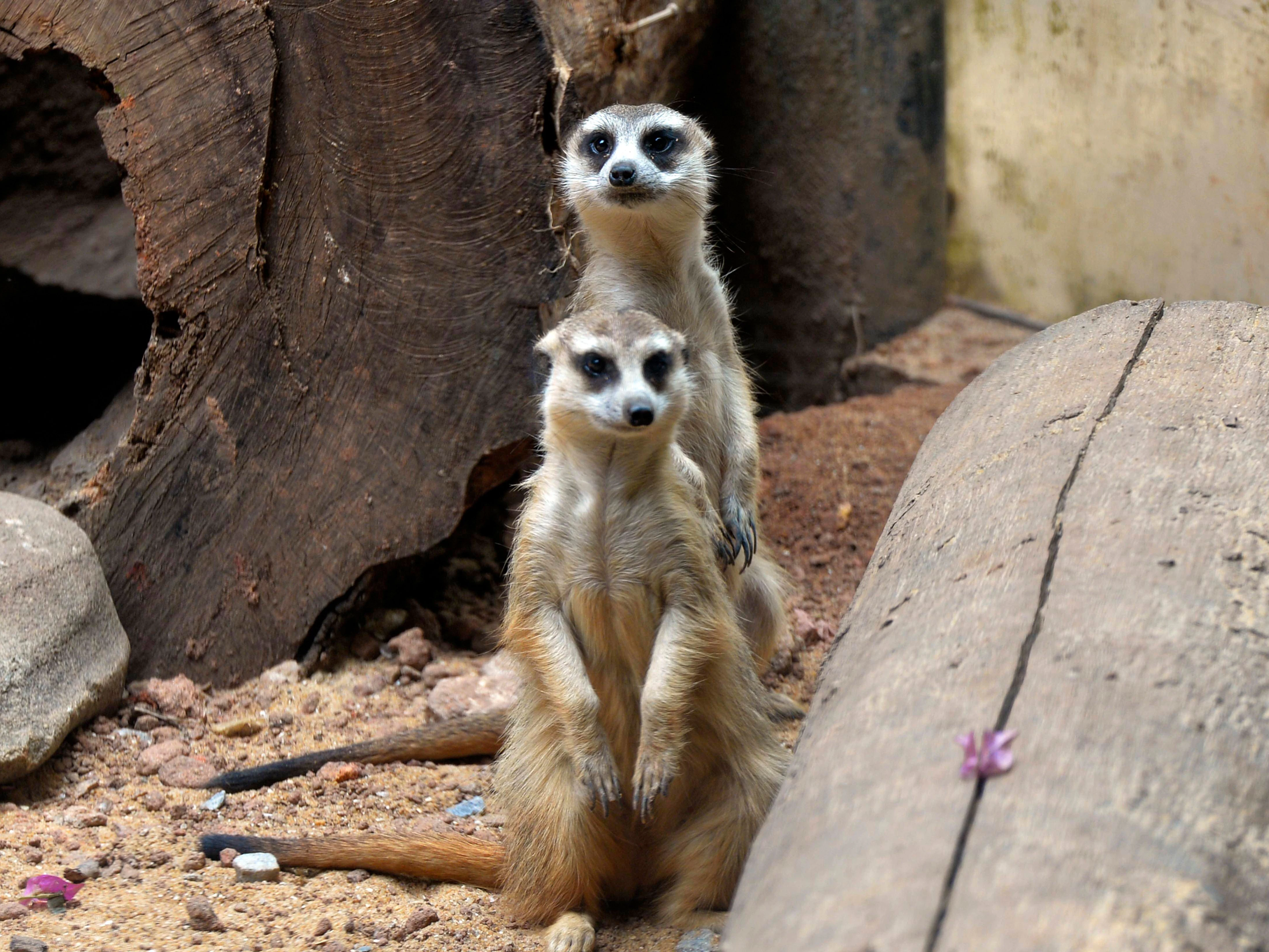 Was sind Mangusten? Die Erklärung ist einfach: Es handelt sich um eine Tierfamilie, zu denen auch Erdmännchen gehören.