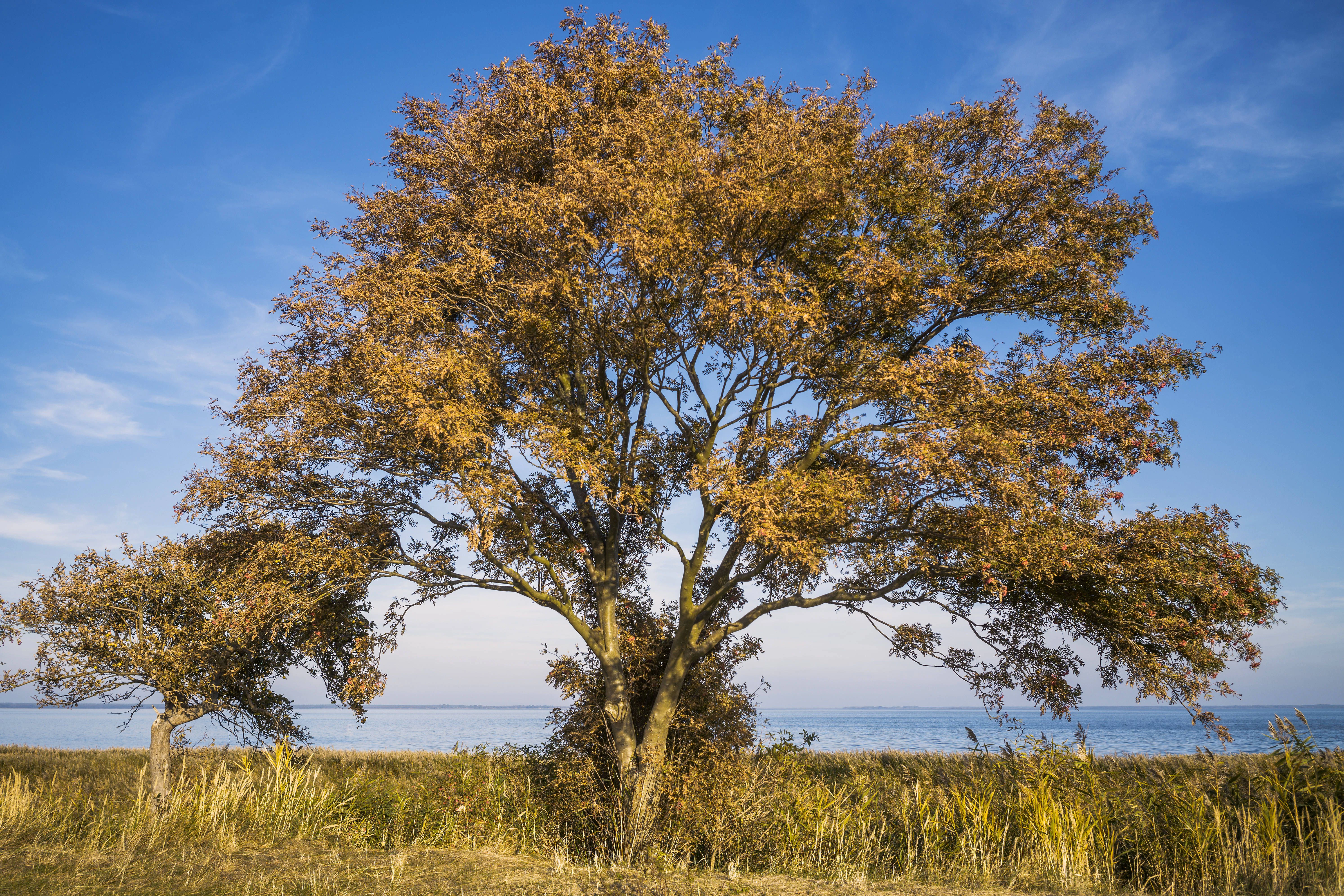 Bäume auf dem Borner Holm