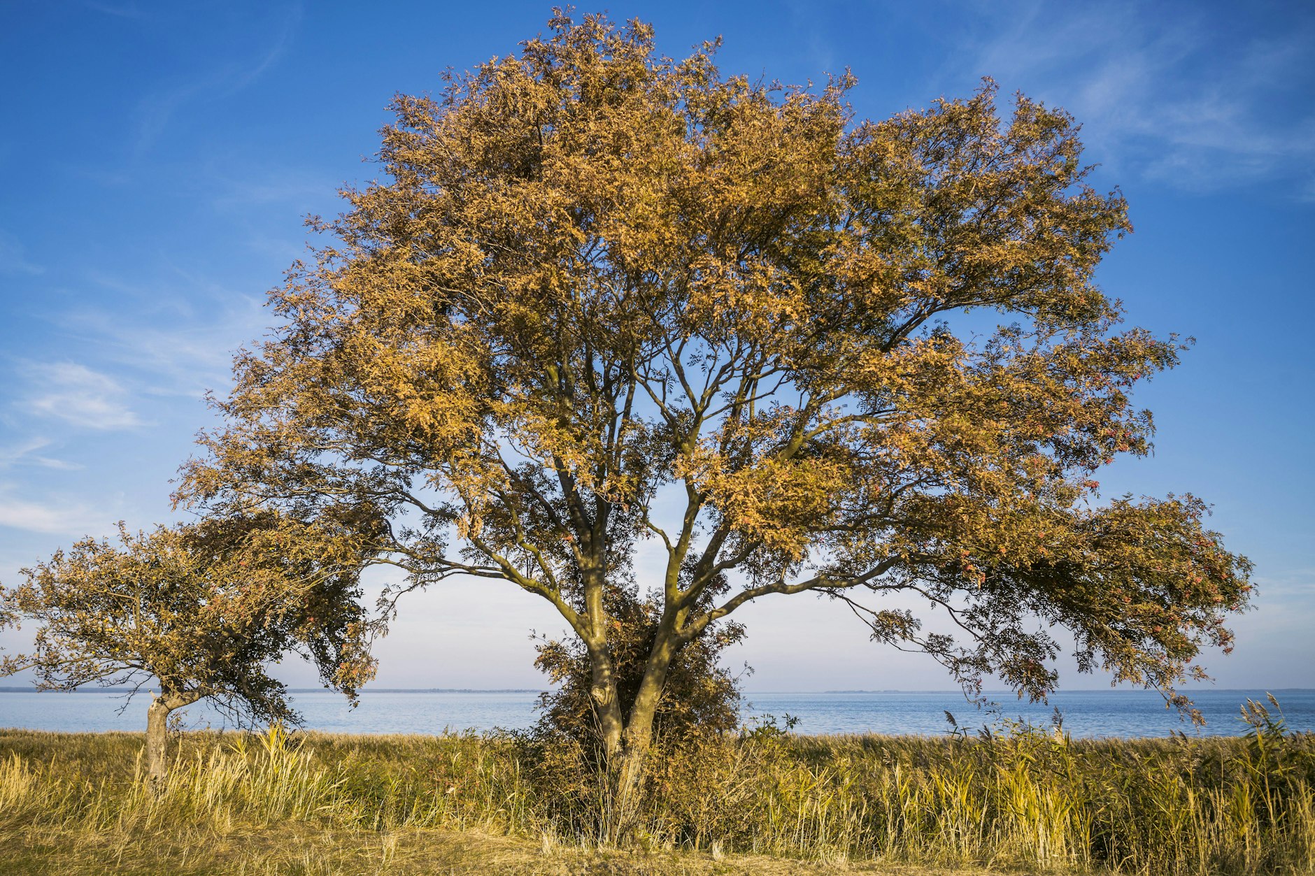 Bäume auf dem Borner Holm