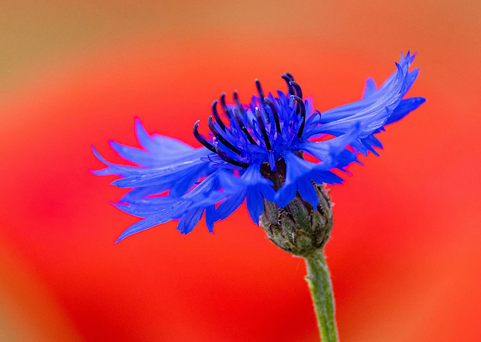Blaue Kornblume in freier Wildbahn: Als Symbol ist die Blume historisch stark belastet.