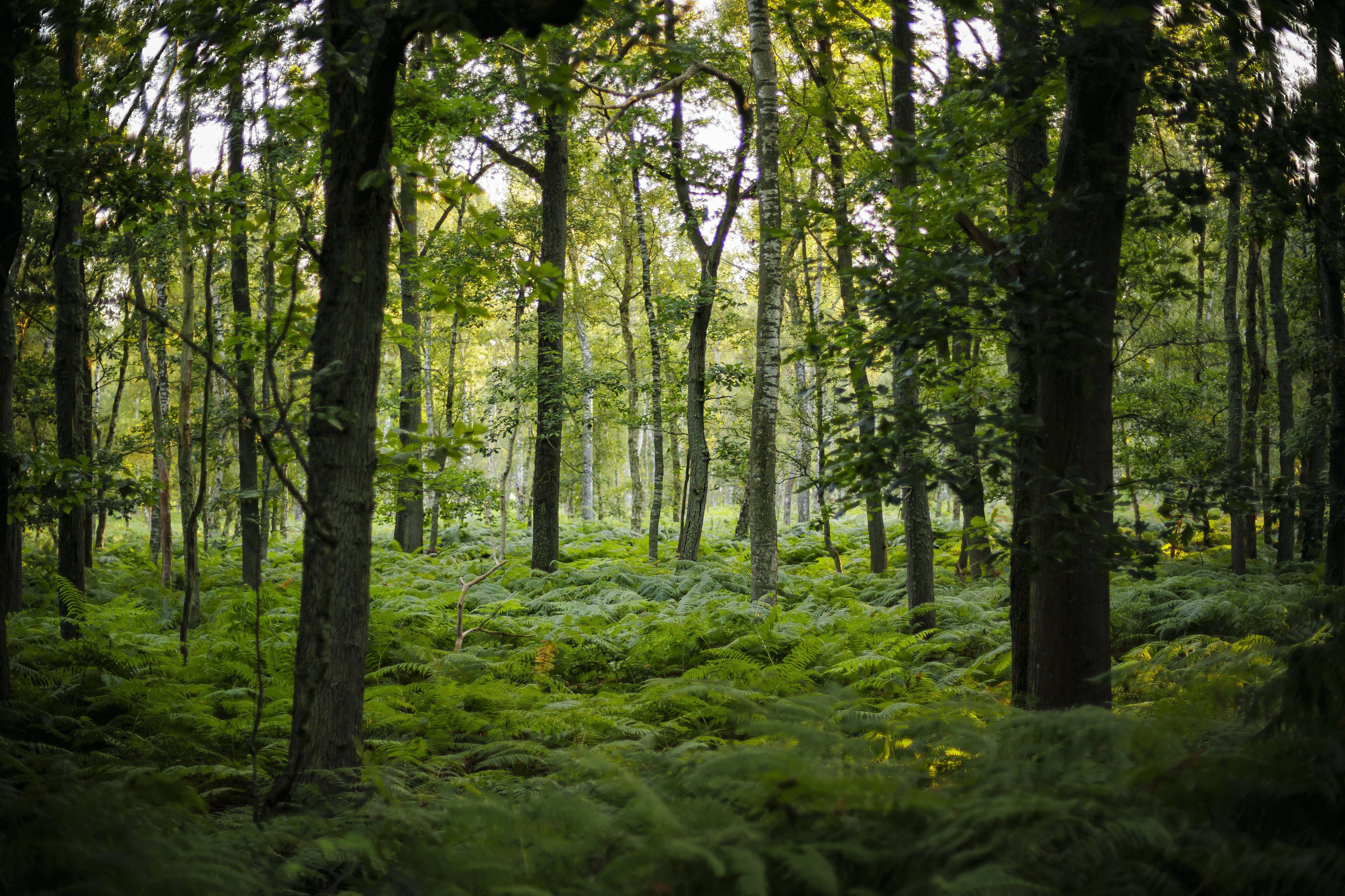Die Sonne scheint kurz nach Sonnenaufgang in einen mit Farnen dicht bewachsenen Wald bei Born am Darß.