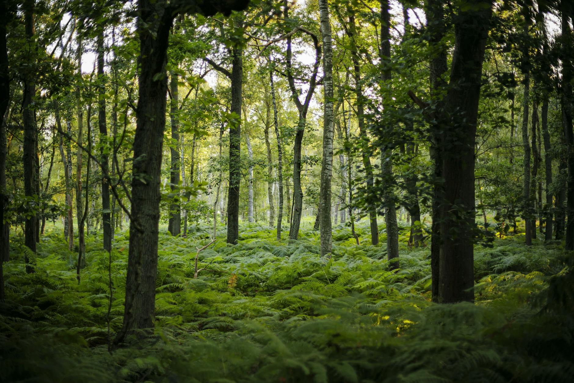 Die Sonne scheint kurz nach Sonnenaufgang in einen mit Farnen dicht bewachsenen Wald bei Born am Darß.