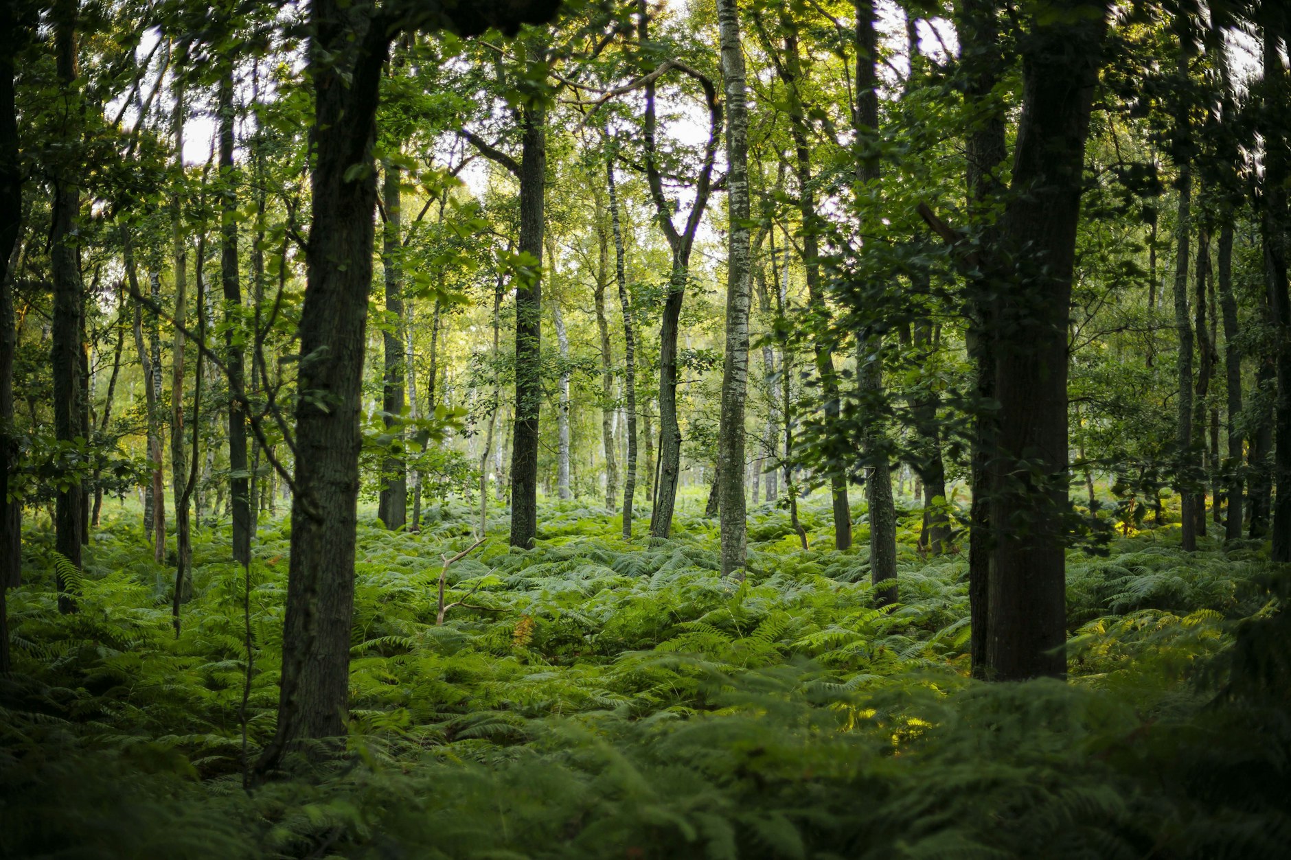 Die Sonne scheint kurz nach Sonnenaufgang in einen mit Farnen dicht bewachsenen Wald bei Born am Darß.