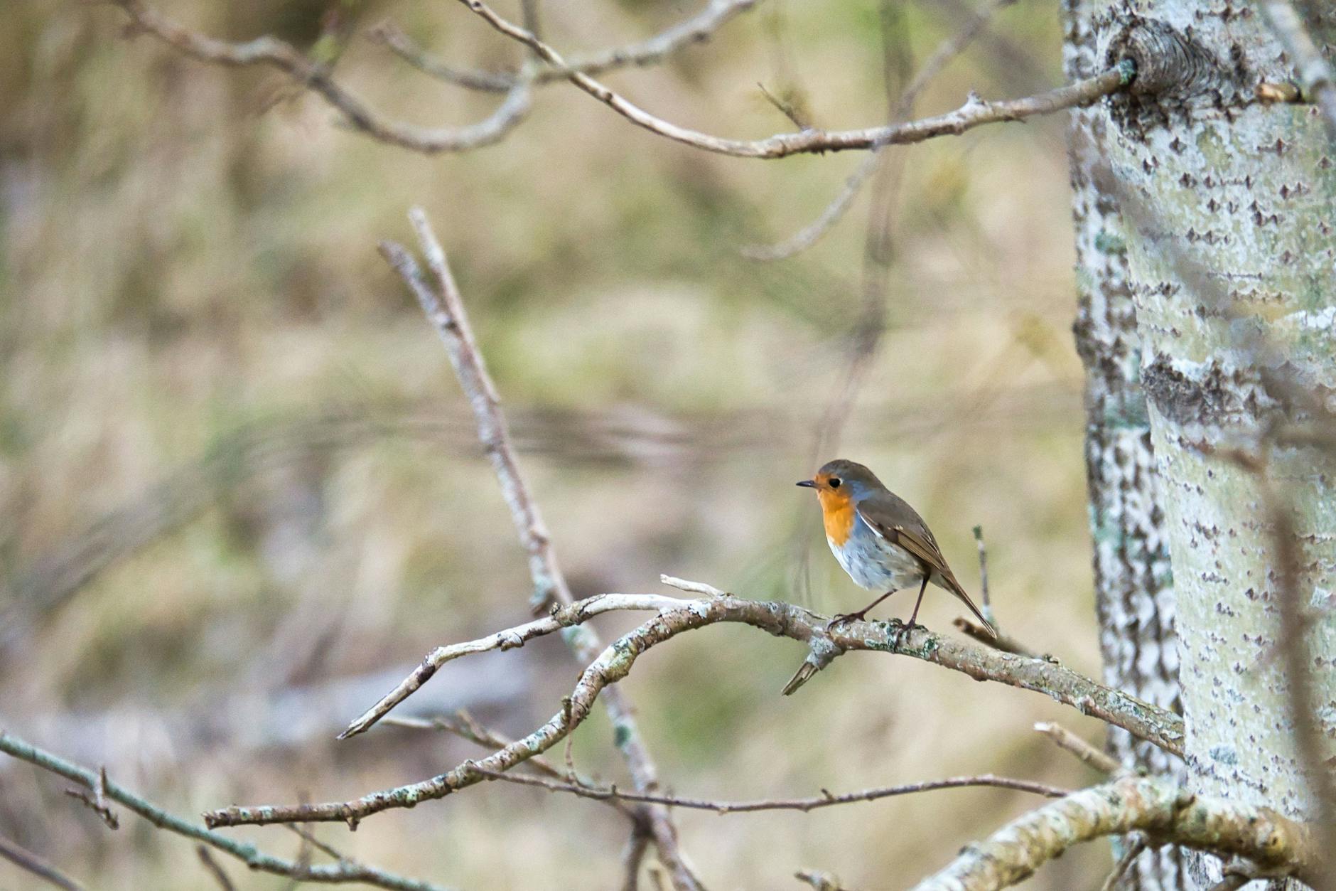 Die Landschaft des Werre-Polders wurde schnell zum Rückzugsort für zahlreiche Vogelarten.