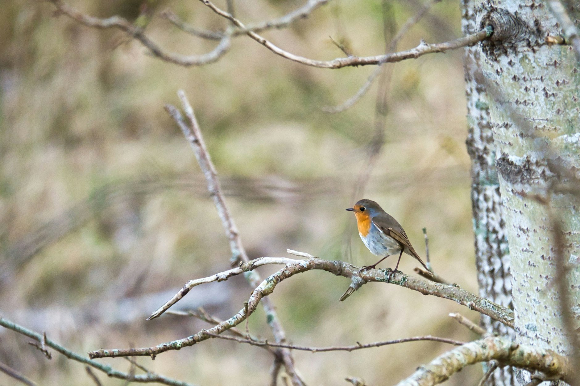Die Landschaft des Werre-Polders wurde schnell zum Rückzugsort für zahlreiche Vogelarten.
